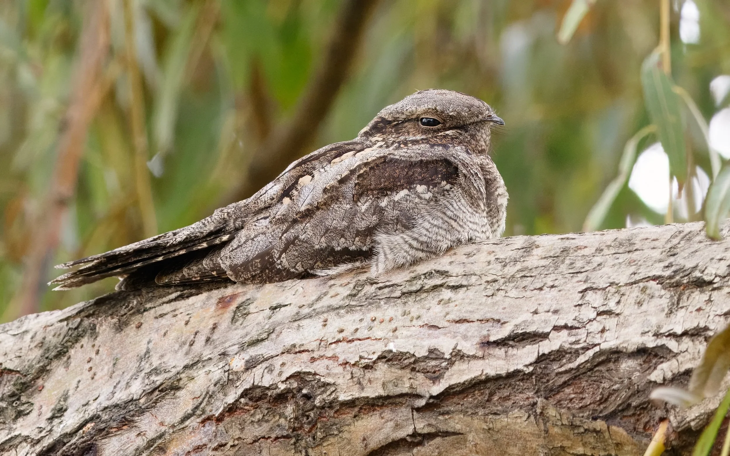 European Nightjar.