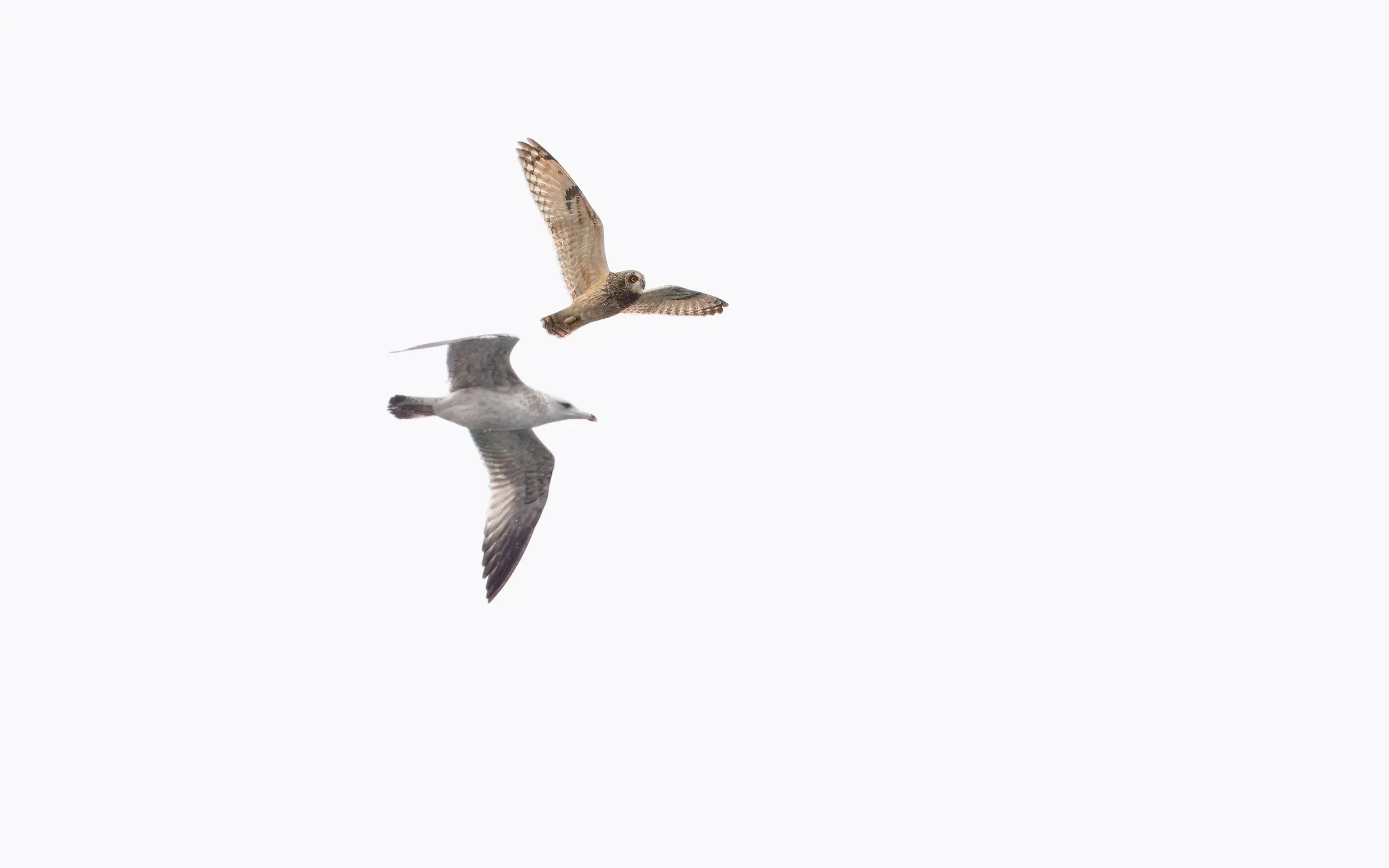 Short-eared Owl.