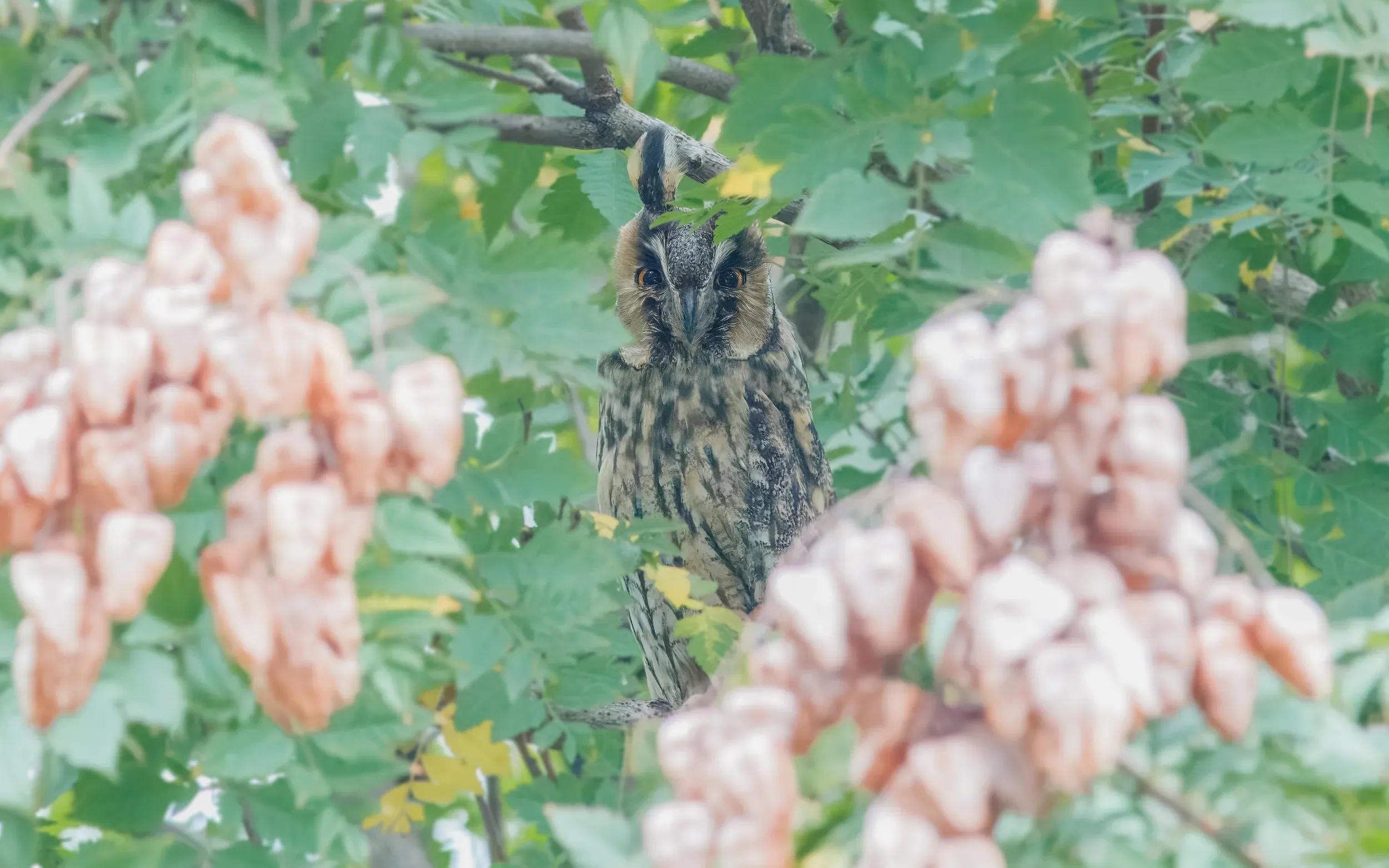 Long-eared Owl.