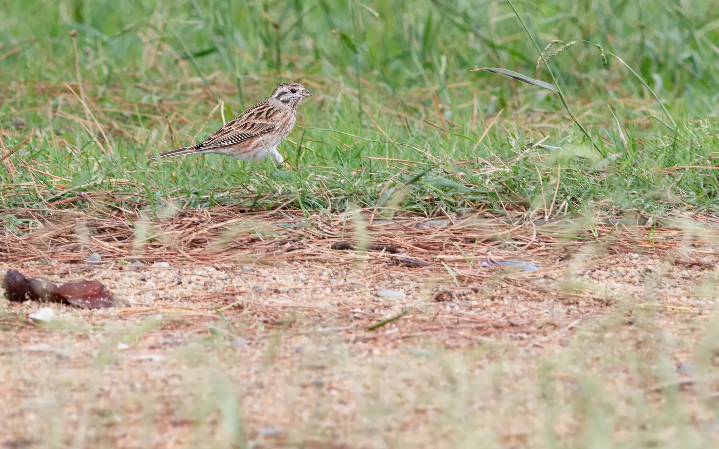 Pine Bunting.