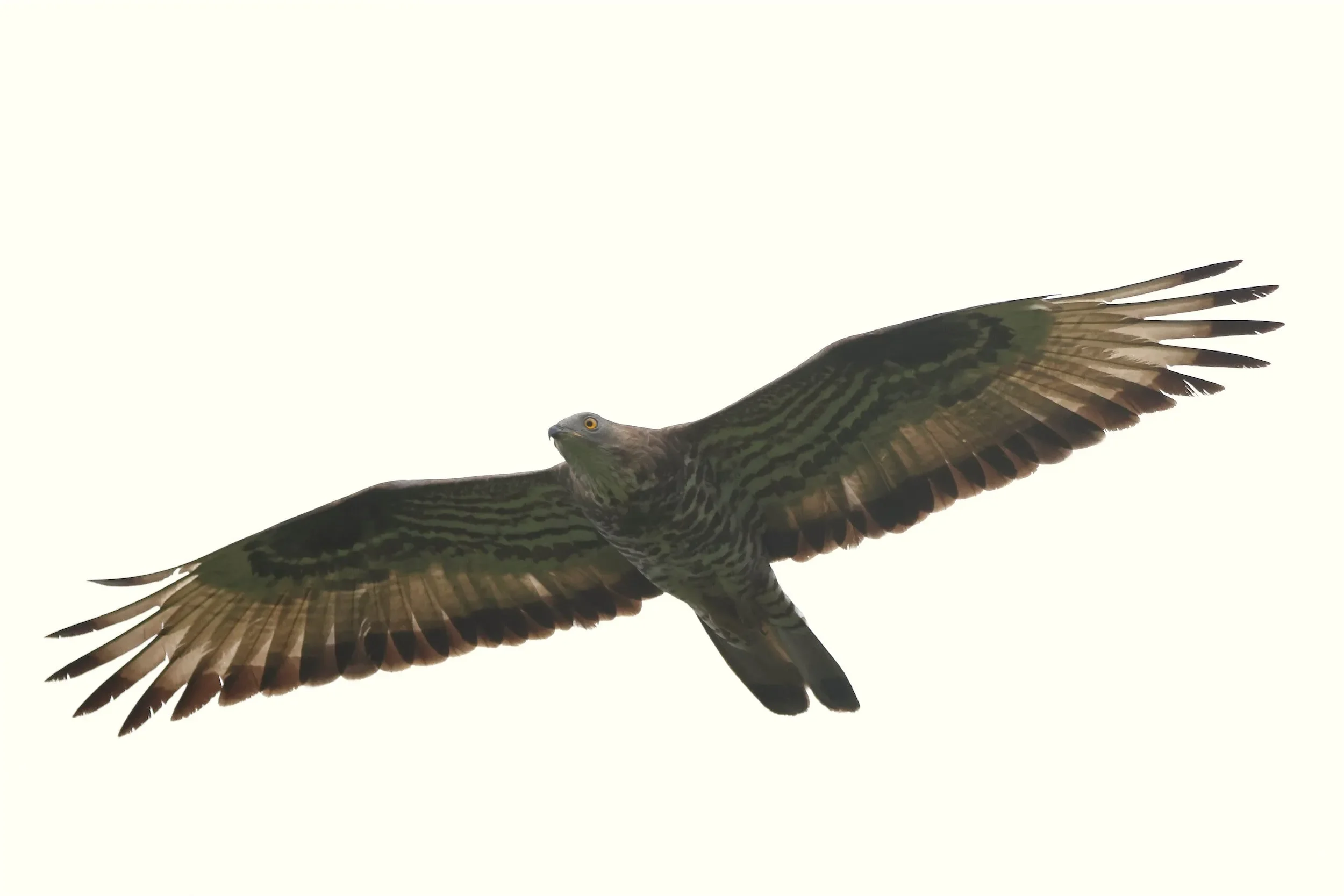 A curious male Honey Buzzard.