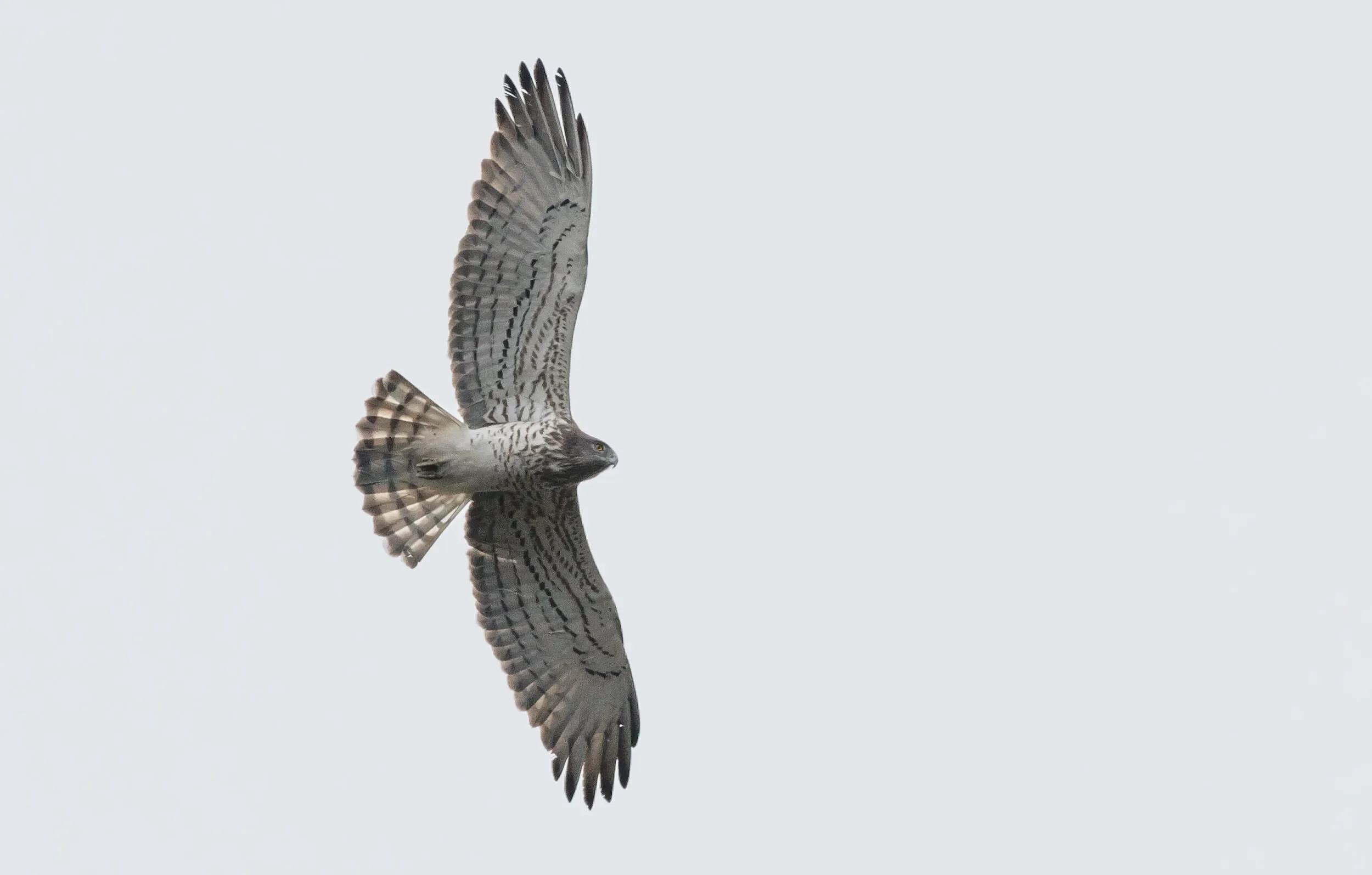 Short-toed Eagle