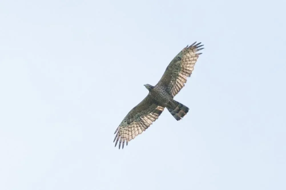 Always special to see a Crested Honey-Buzzard