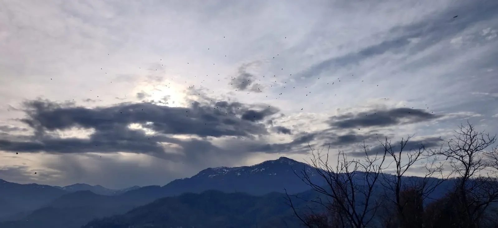 A flock of Black Kites early in the morning