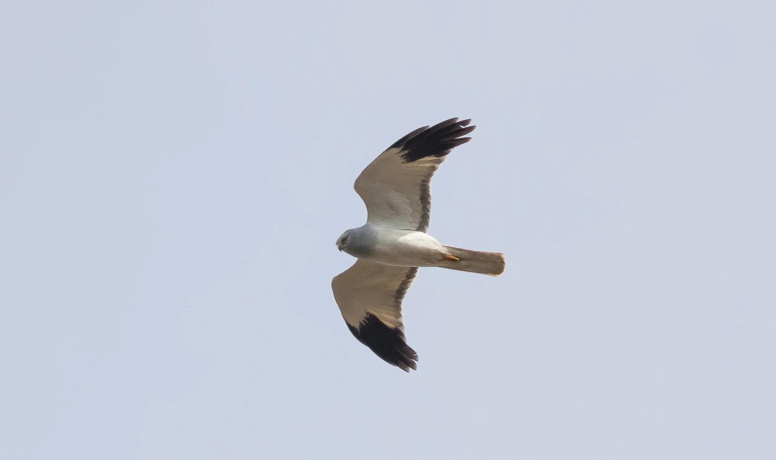 A pristine adult male Hen Harrier