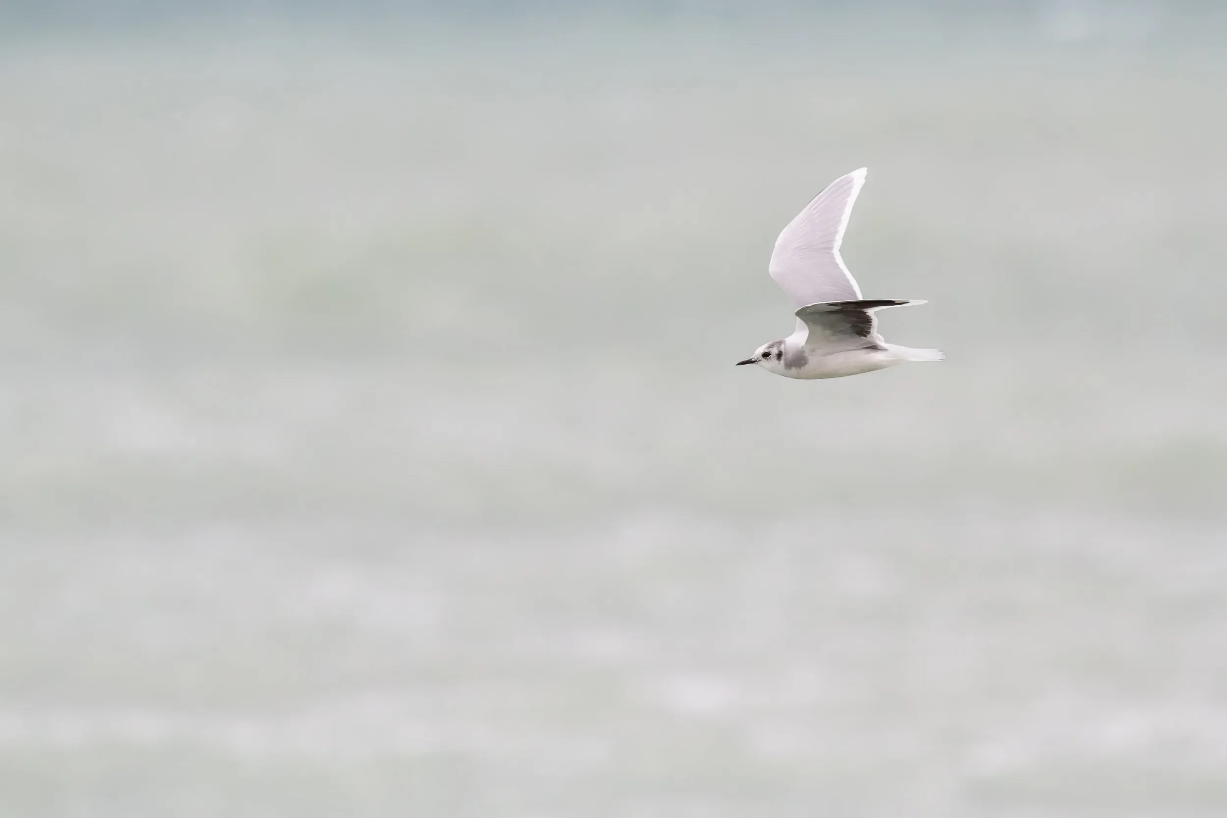 Little Gull.