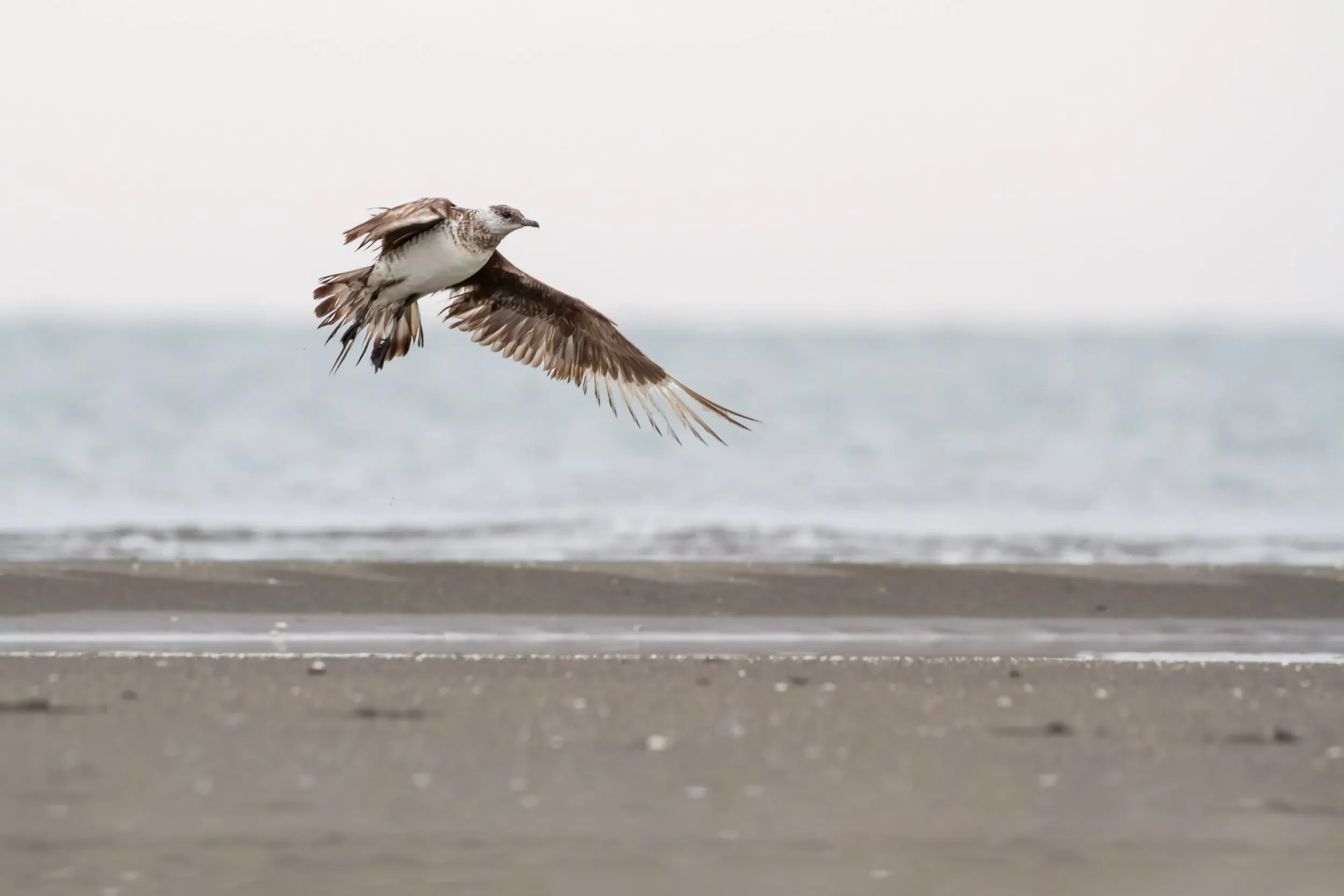Arctic Skua.