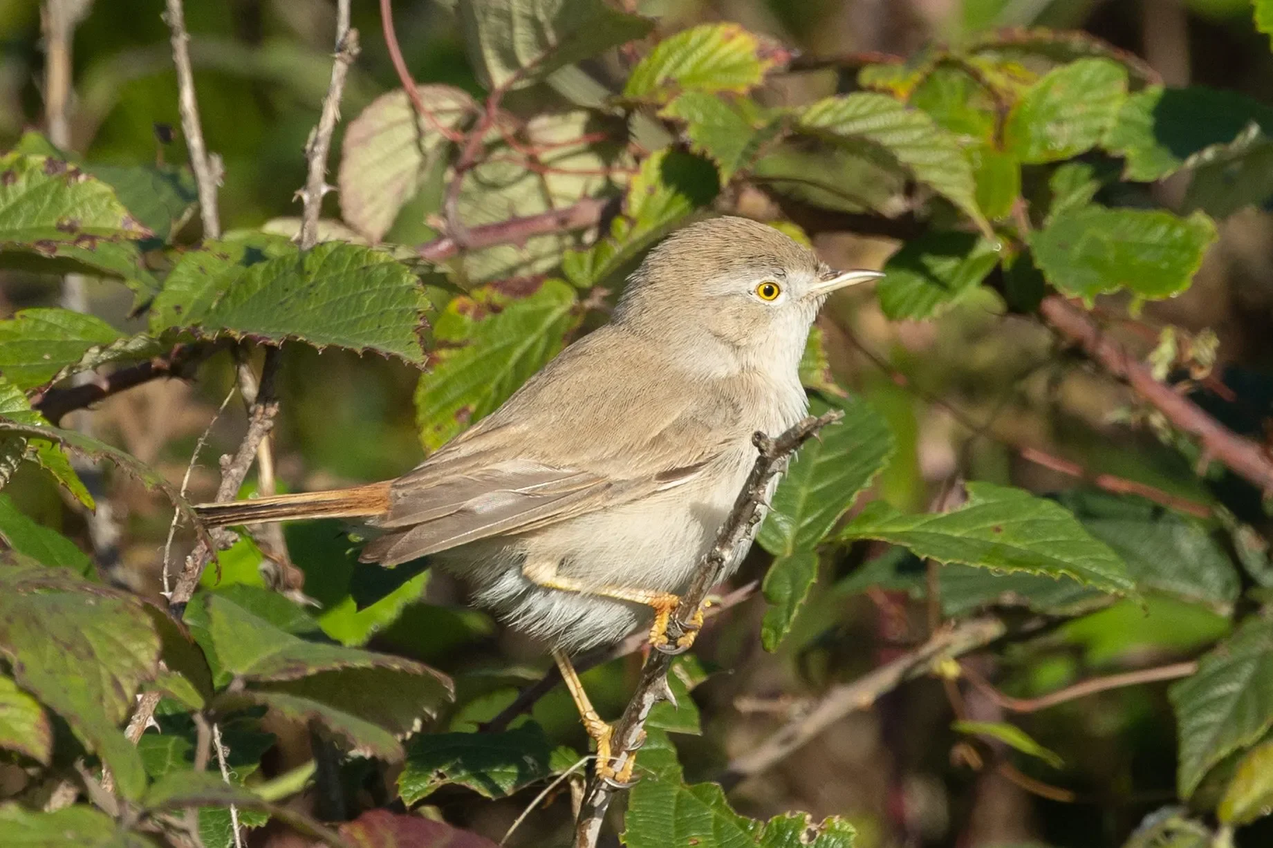 Asian Desert Warbler.