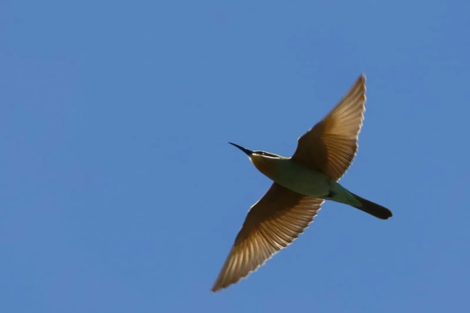 A Blue-cheeked Bee-eater in flight over the stations