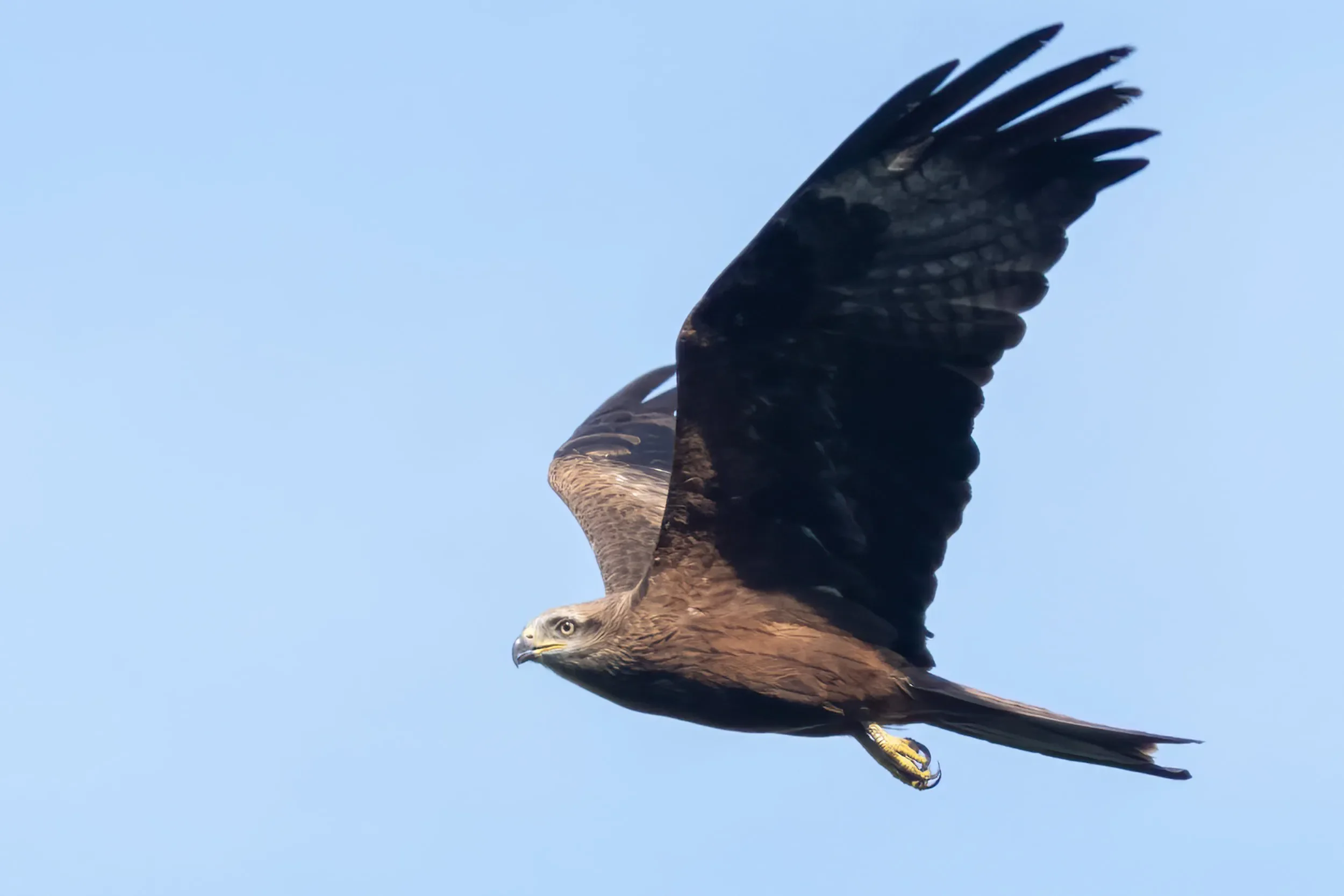 Black Kites are increasingly becoming the bread and butter of our counts, and so deserve a prominent spot here at the end of our autumn report