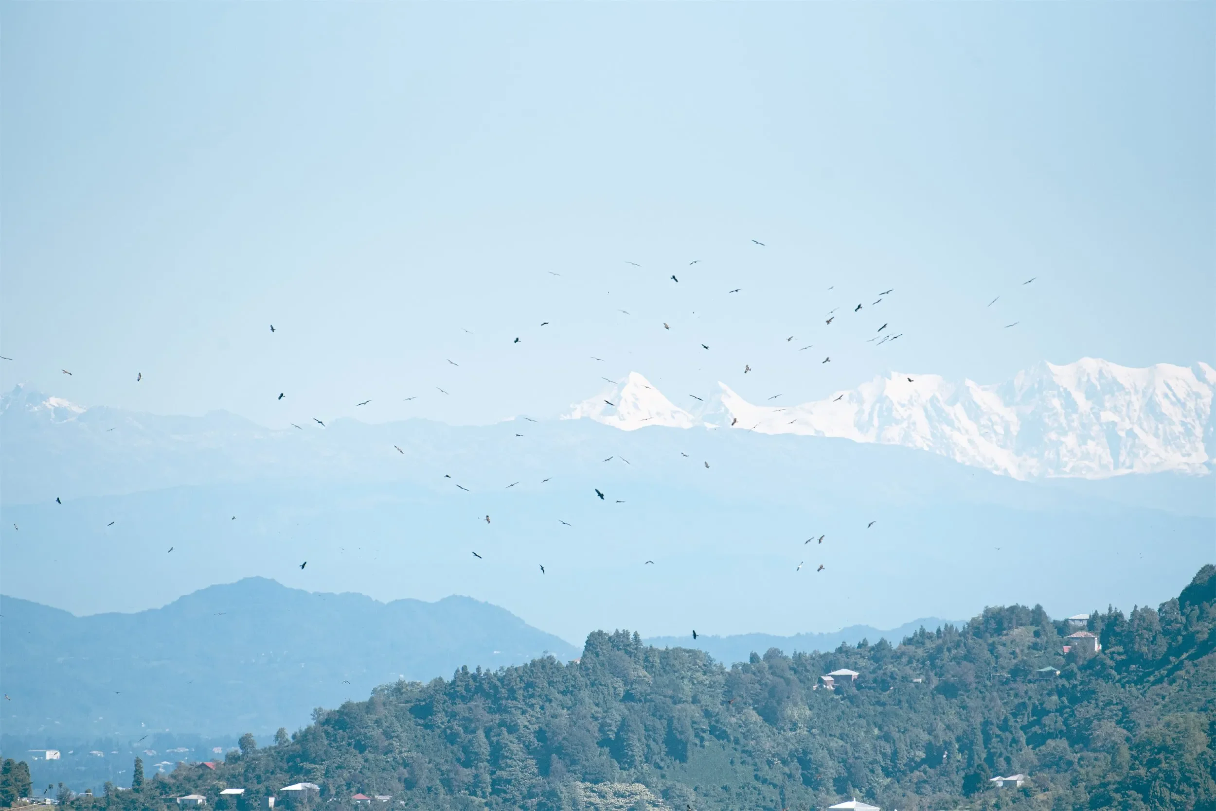 Black Kites determine the pace of migration in the middle of the season when both Honey and Steppe Buzzards are not so numerous