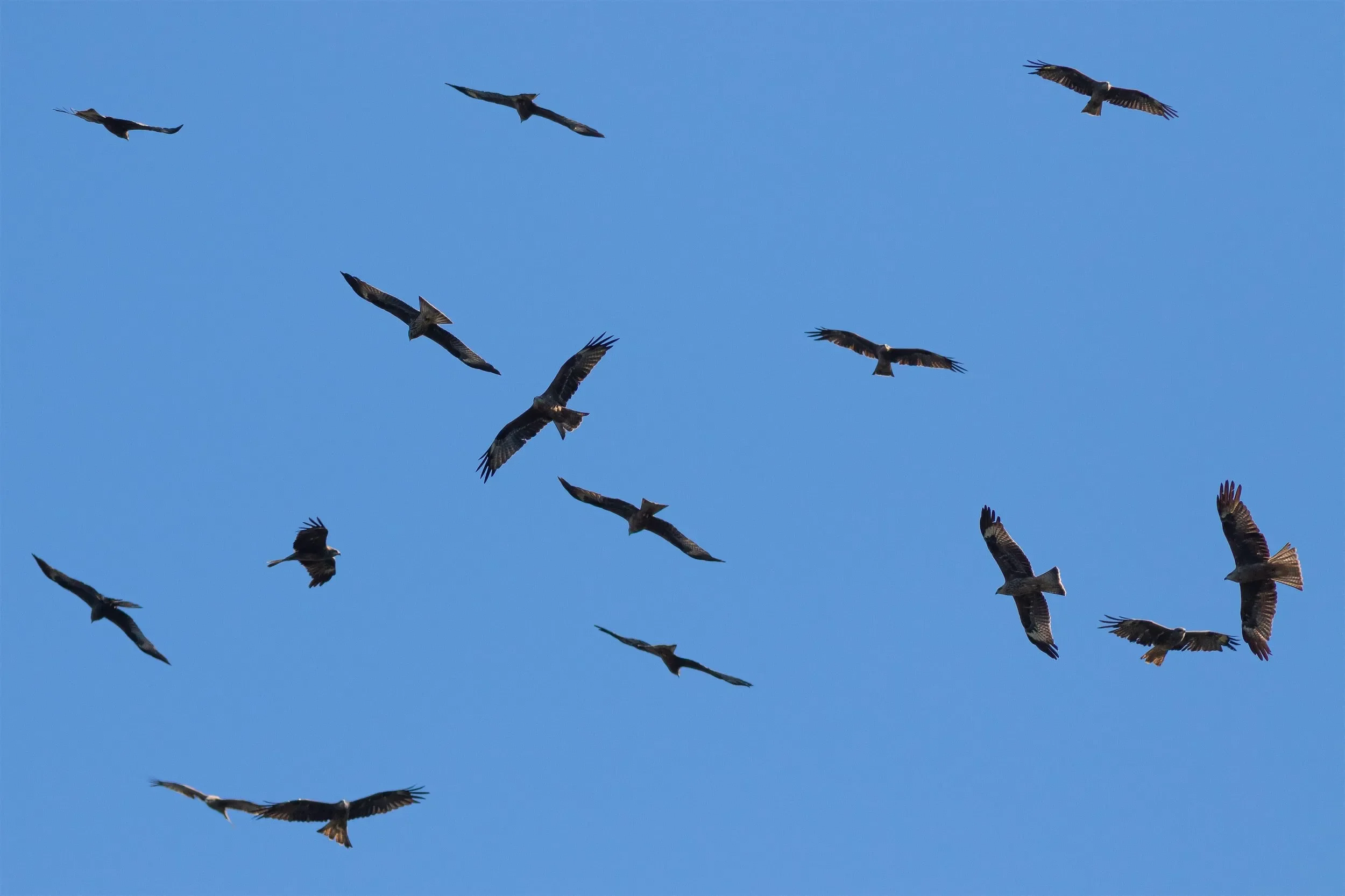 As expected with a rapidly growing population, 2022 was our best season yet for Black Kites