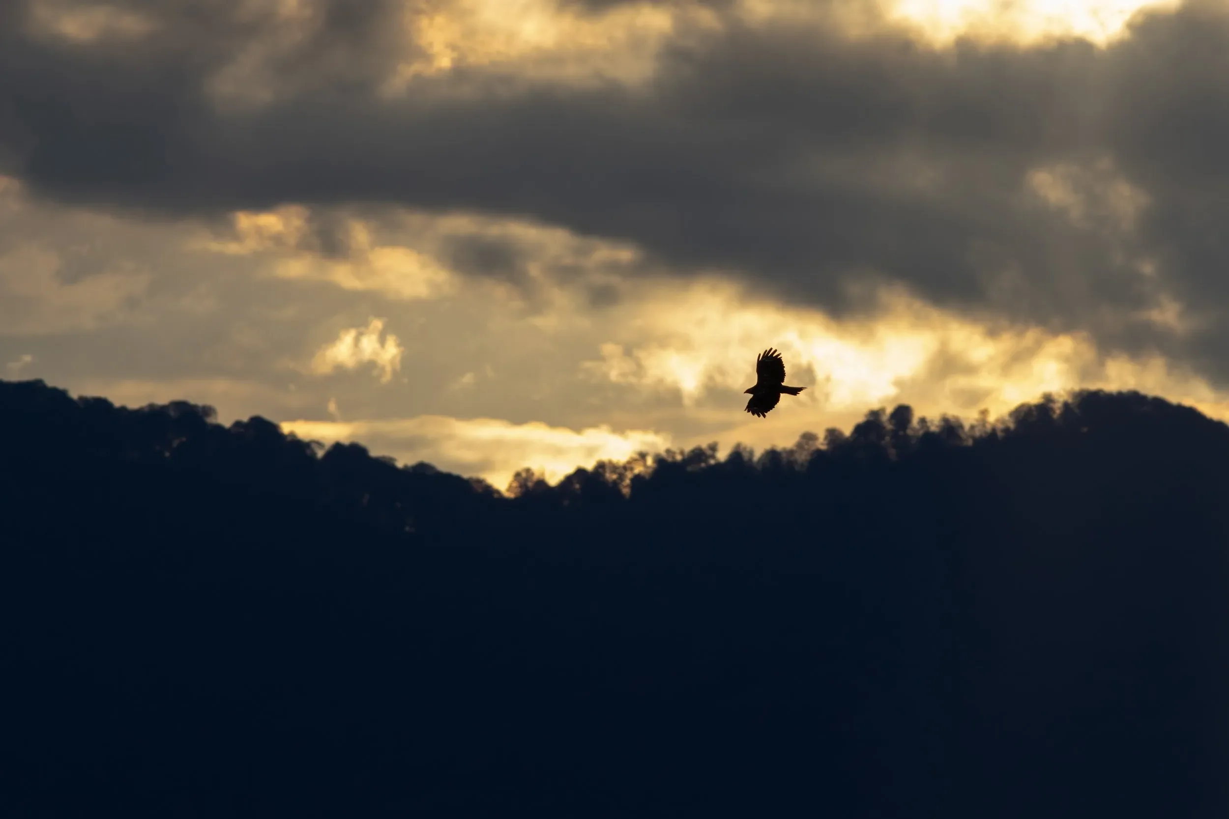 A lonely Black Kite migrating south