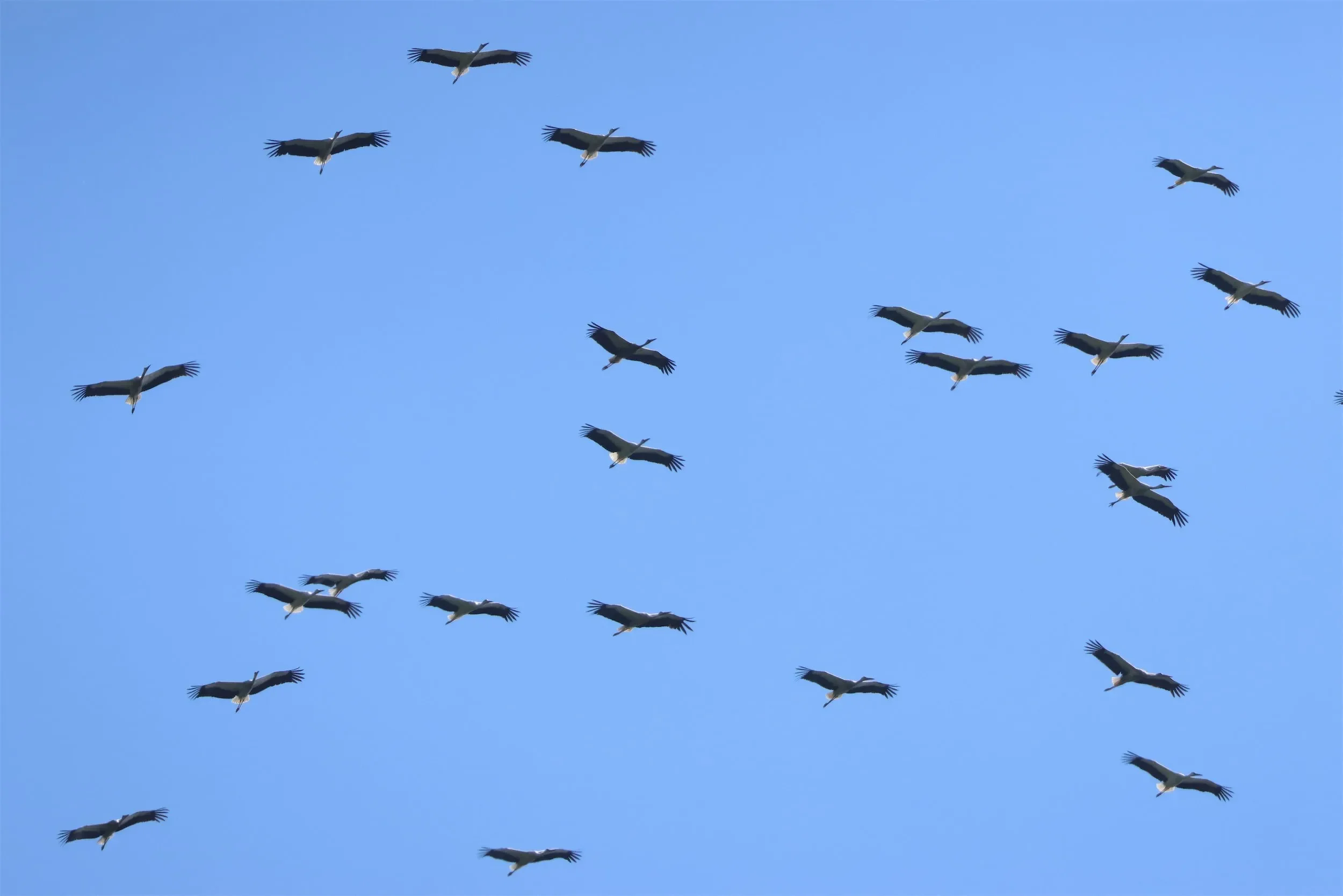 White Storks passing through the bottleneck during autumn.