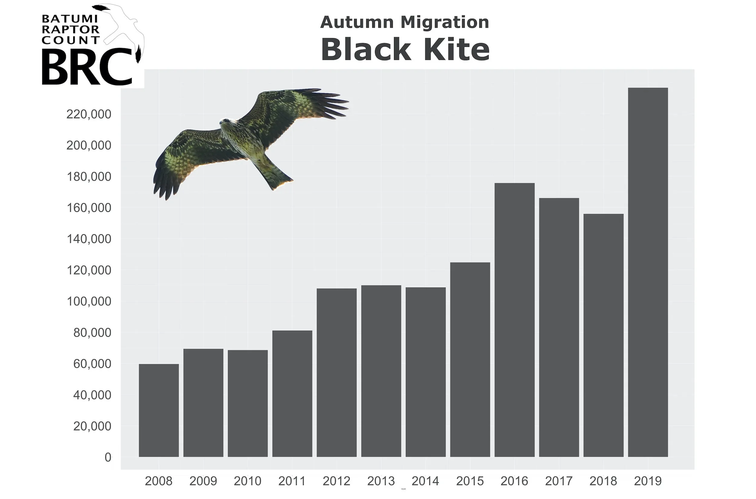 Chart of Black Kite season totals rising from 60,000 in 2008 to over 230,000 by 2019