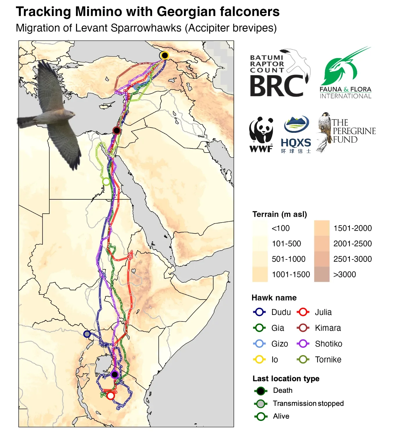 A map overview of GPS tracks from the tagged Levant Sparrowhawks