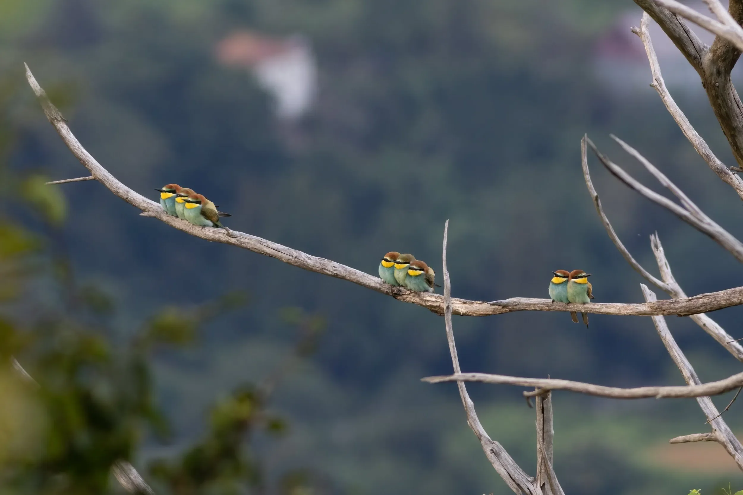 European Bee-eaters perched together during a quiet spell early in the season