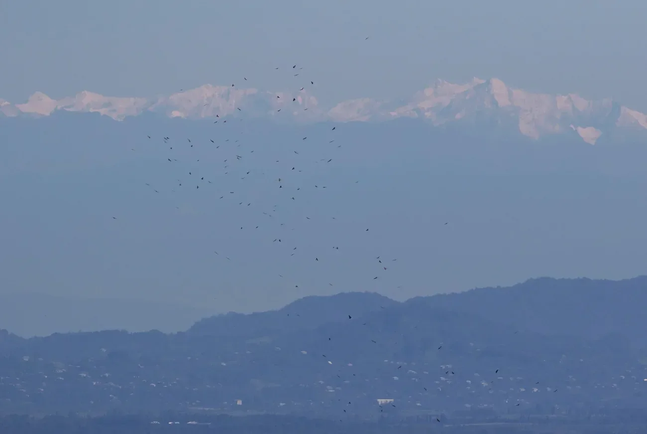 A flock of migrating Black Kites over the bottleneck