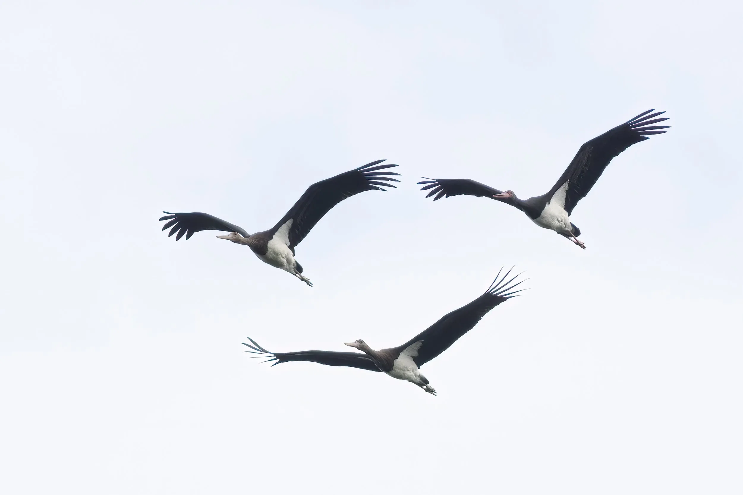 Nevertheless, it remains most enjoyable to observe Black Storks at close range.