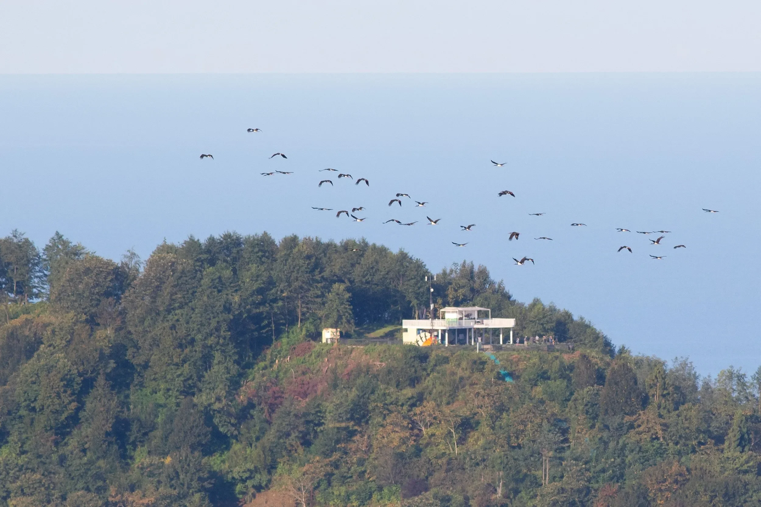Flocks of Black Storks often fly between stations, posing the ongoing challenge of photographing them together with the respective station.