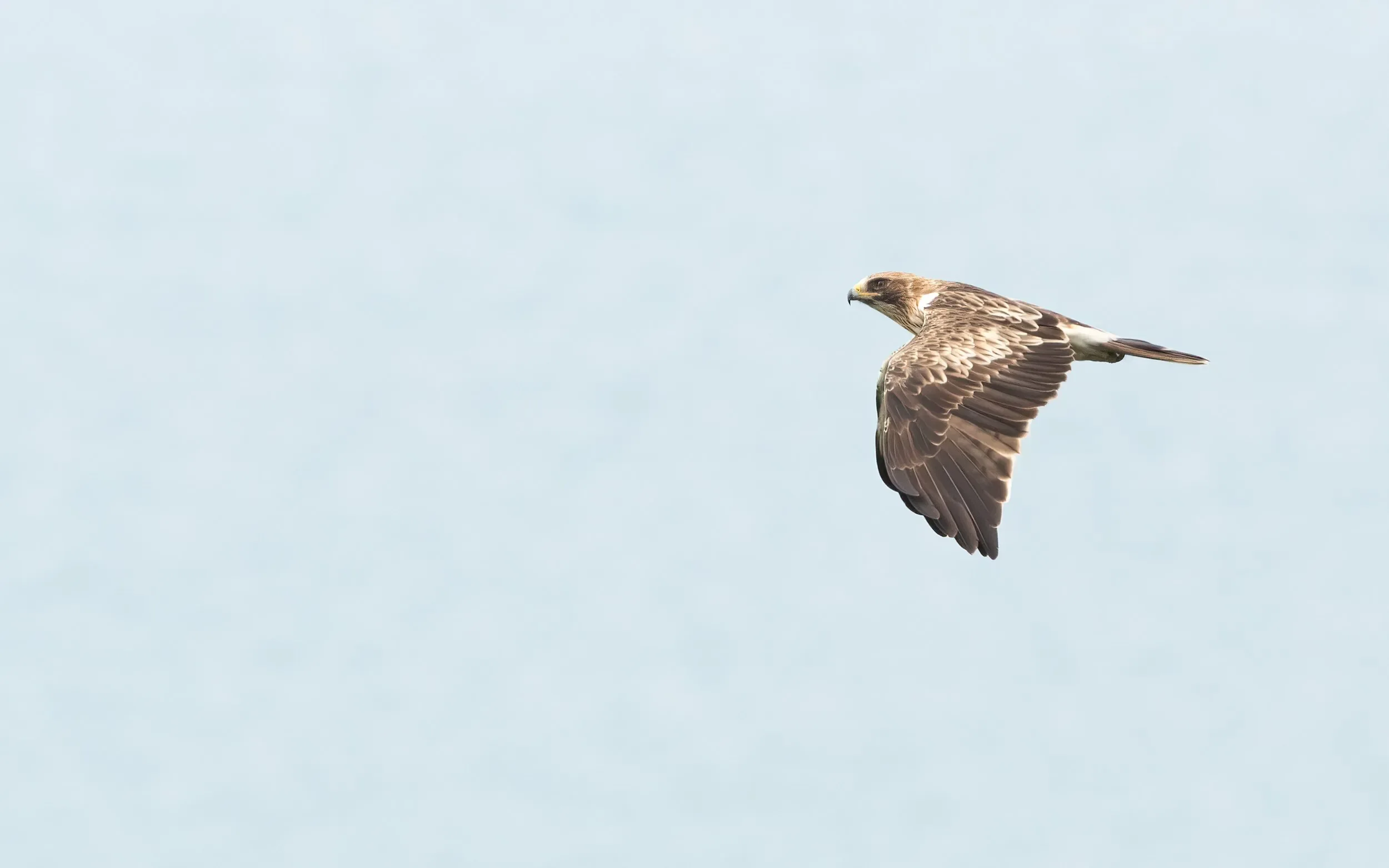 A light morph Booted Eagle west of Station 1