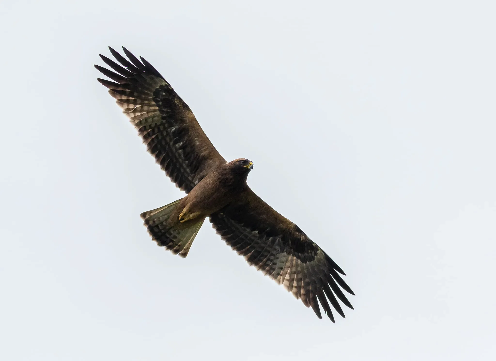 Mid-season also marks the peak period of Booted Eagle passage, like this splendid dark morph bird