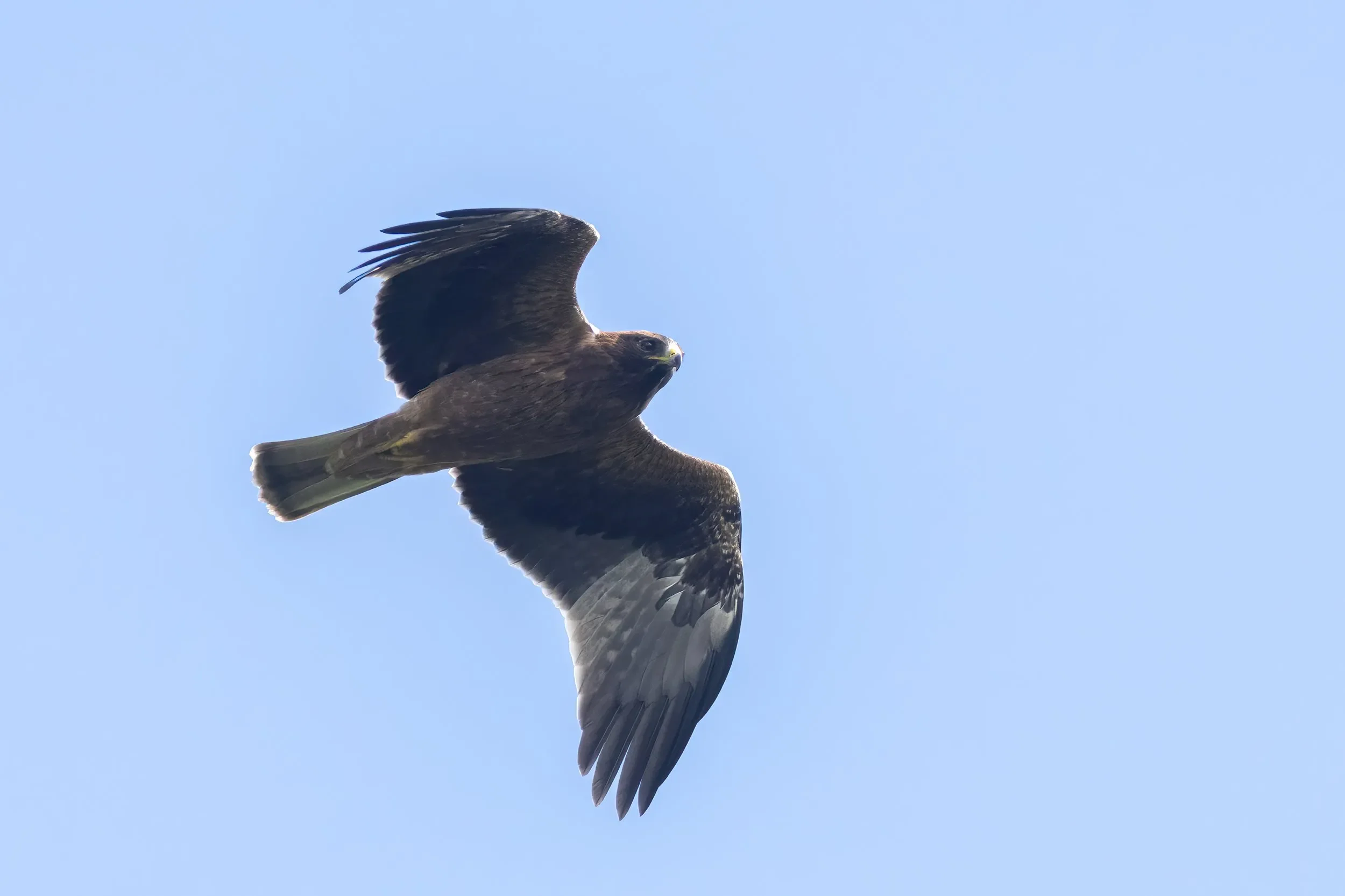 Whereas Booted Eagles are common throughout their range, populations migrating through the Batumi bottleneck are known to contain exceptionally high proportions of dark morphs.