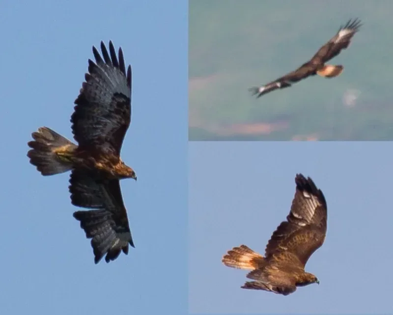Buteo spec