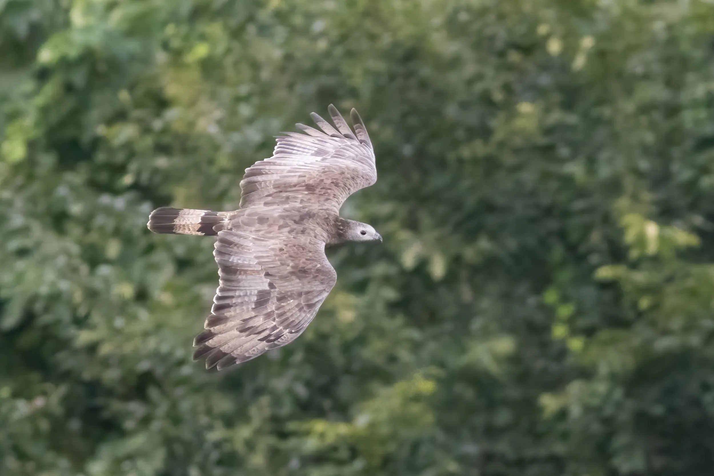 A Crested Honey Buzzard giving a low fly-by