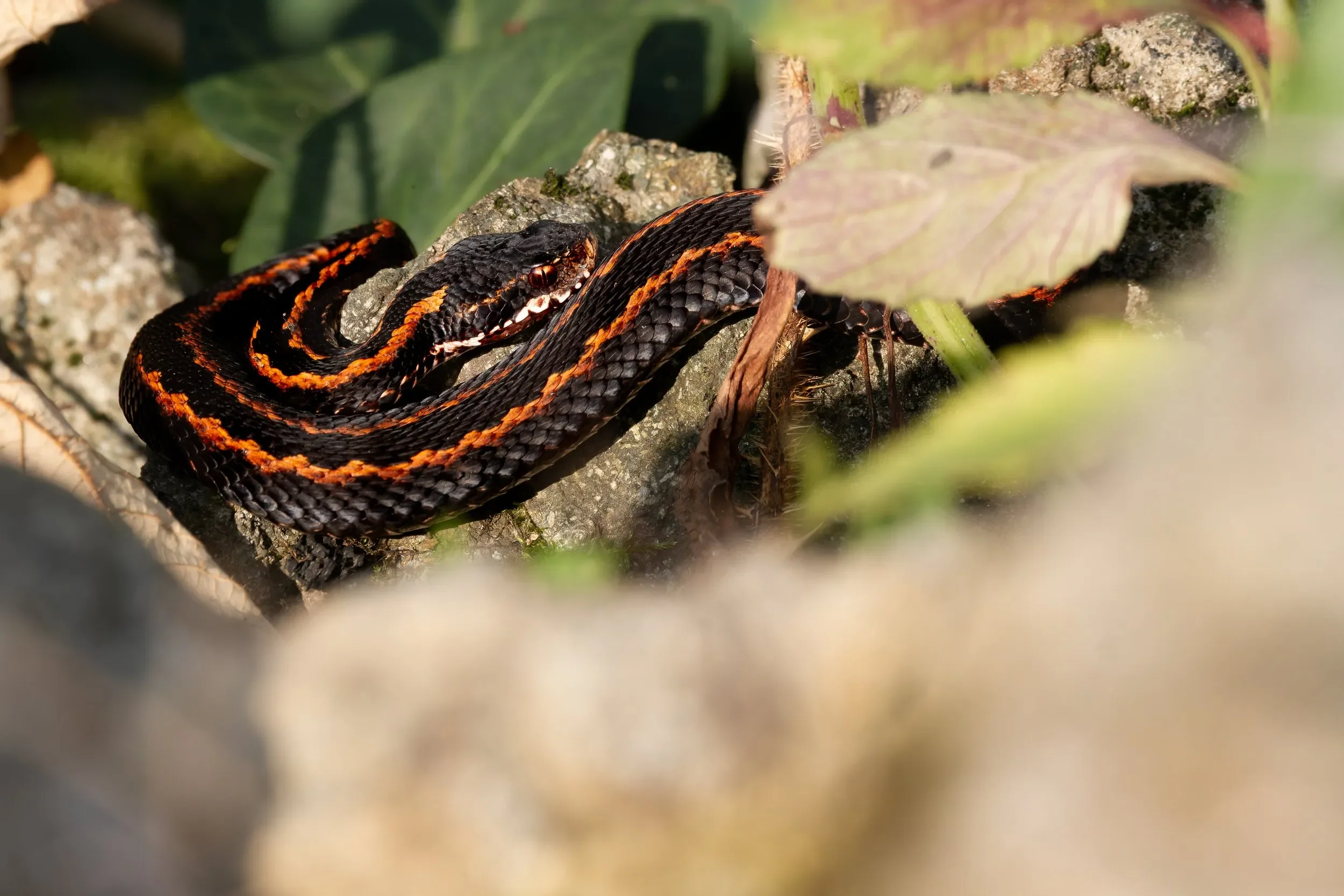 Every season, we have the chance to observe the local, endemic Caucasian Vipers around our stations.