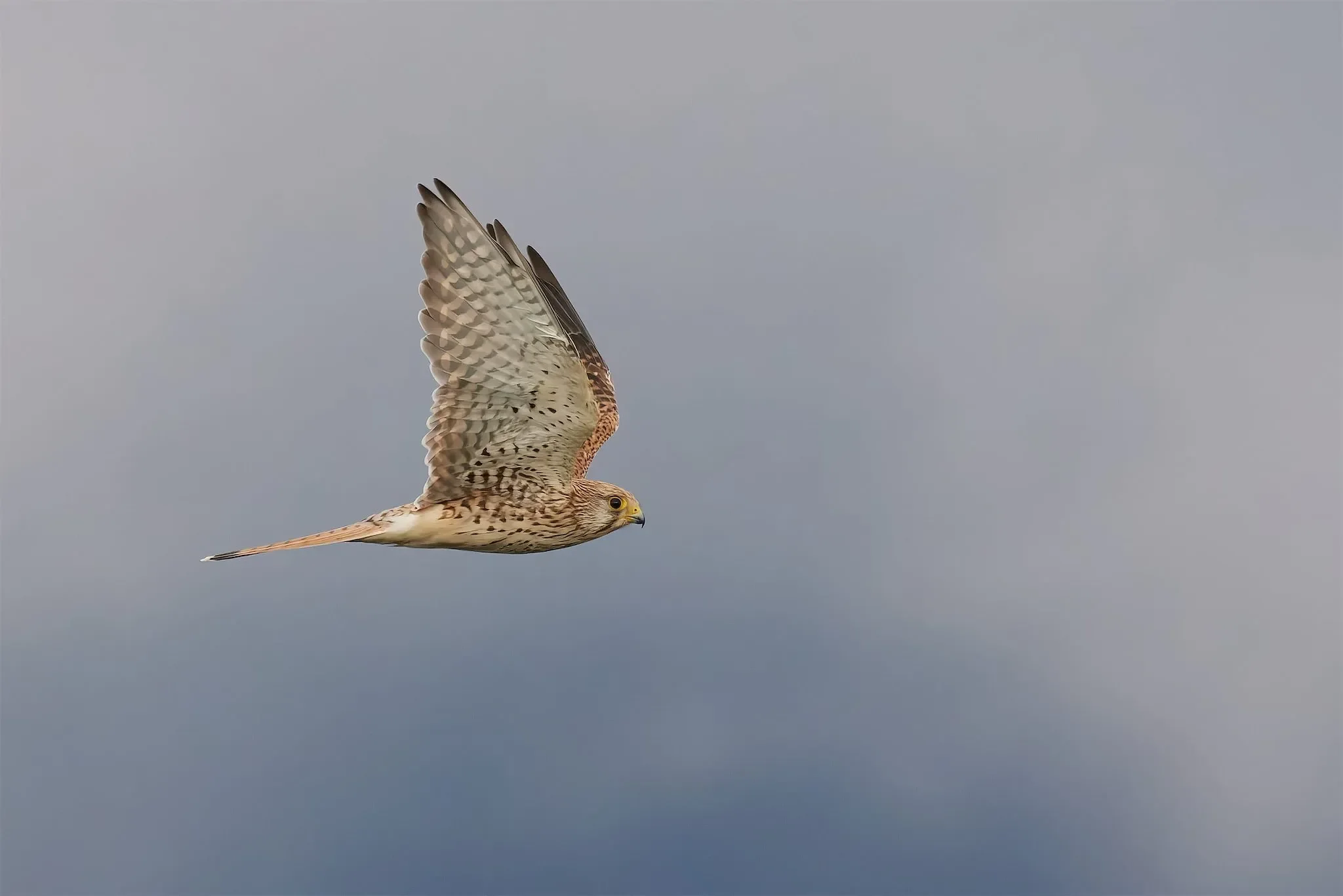A Common Kestrel bulleting past the station