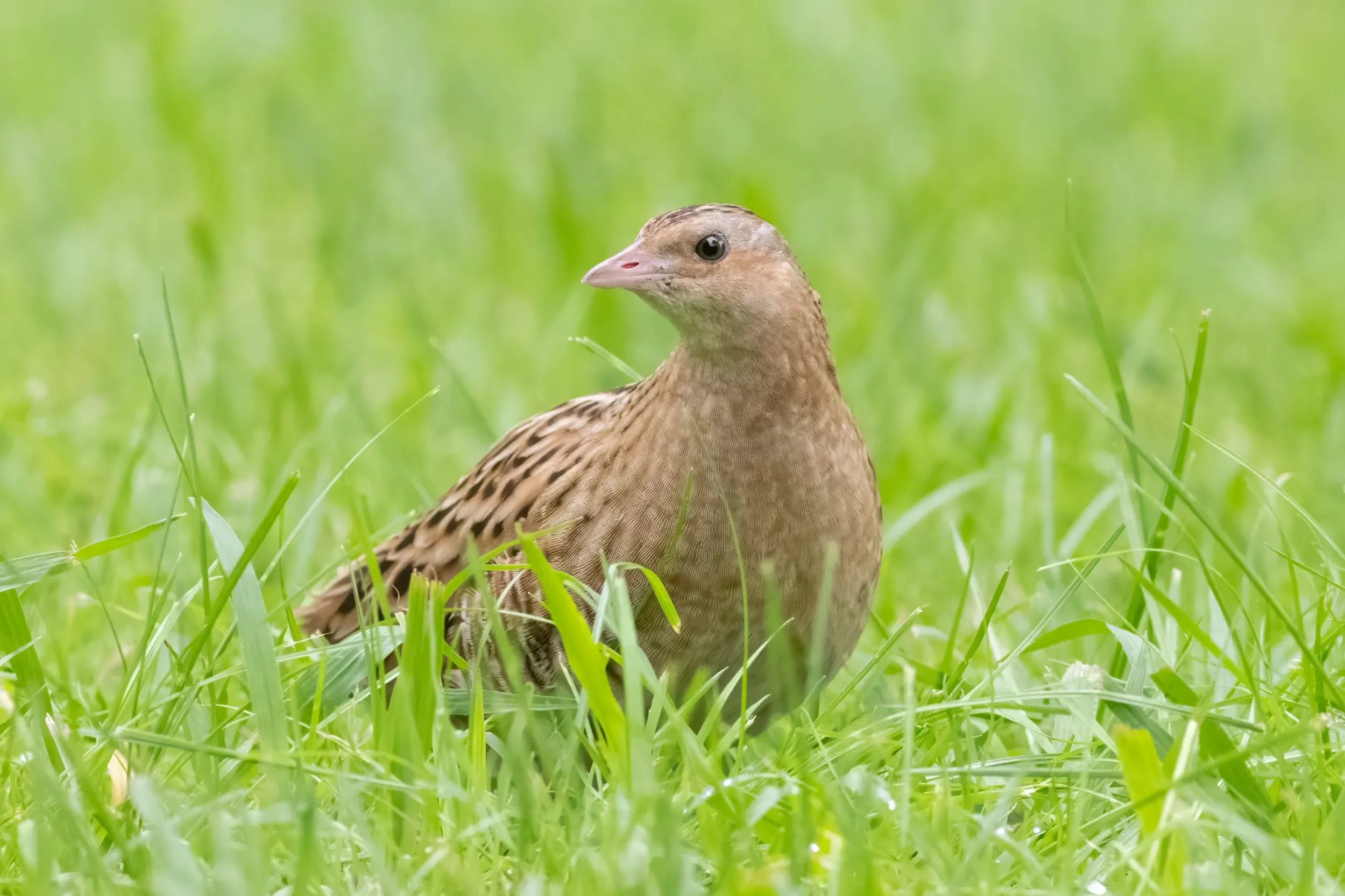 A curious Corncrake