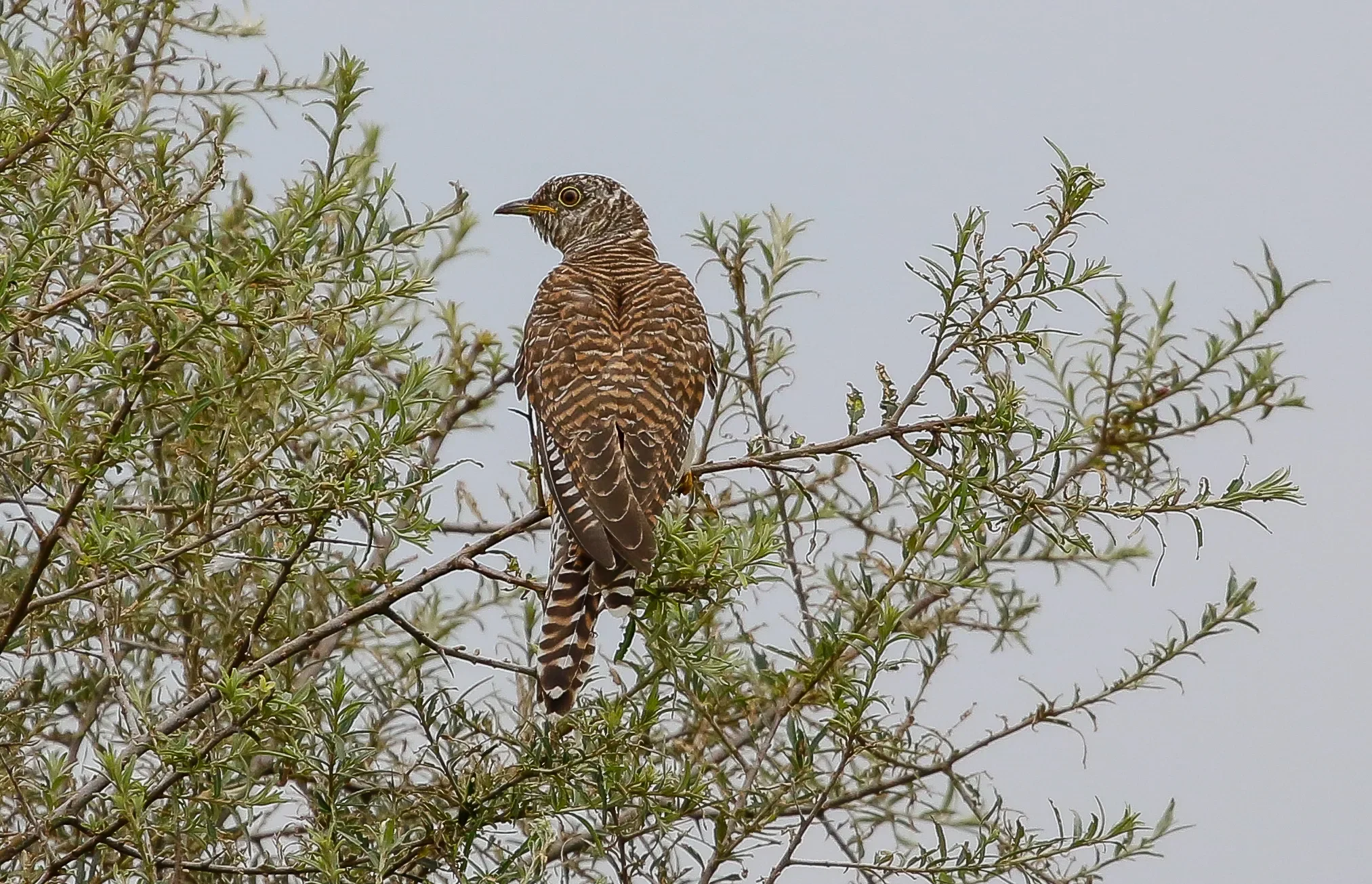 A Cuckoo in the Chorokhi Delta