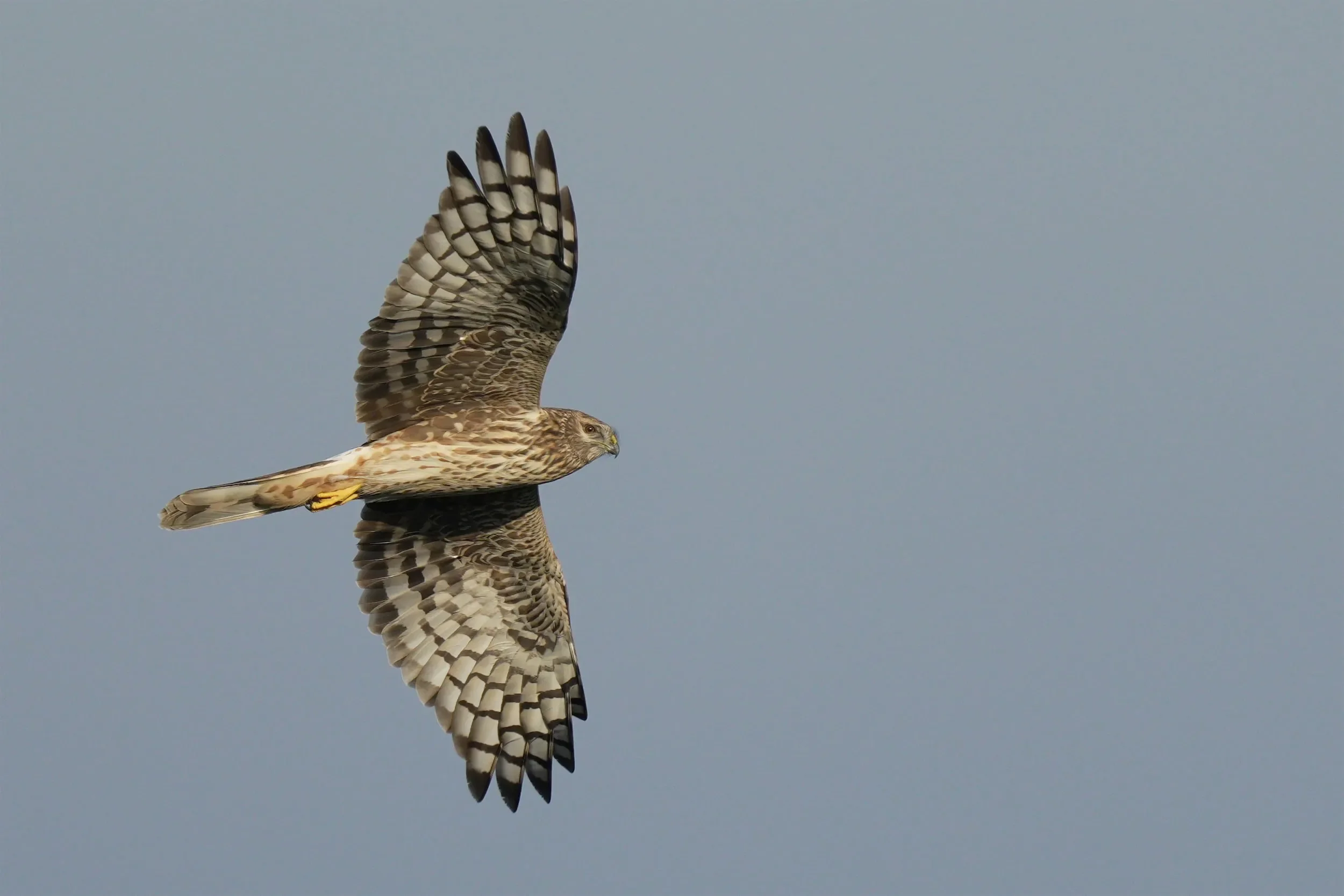 An immature female Hen Harrier with retained secondaries.