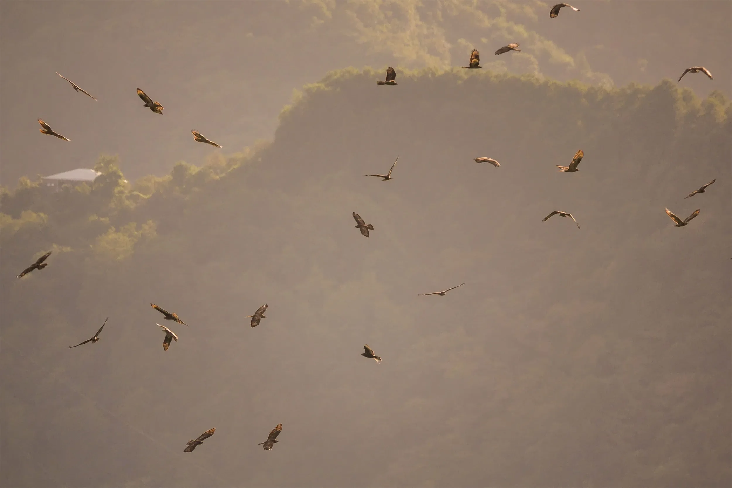 Honey Buzzards catching the first thermals of the day