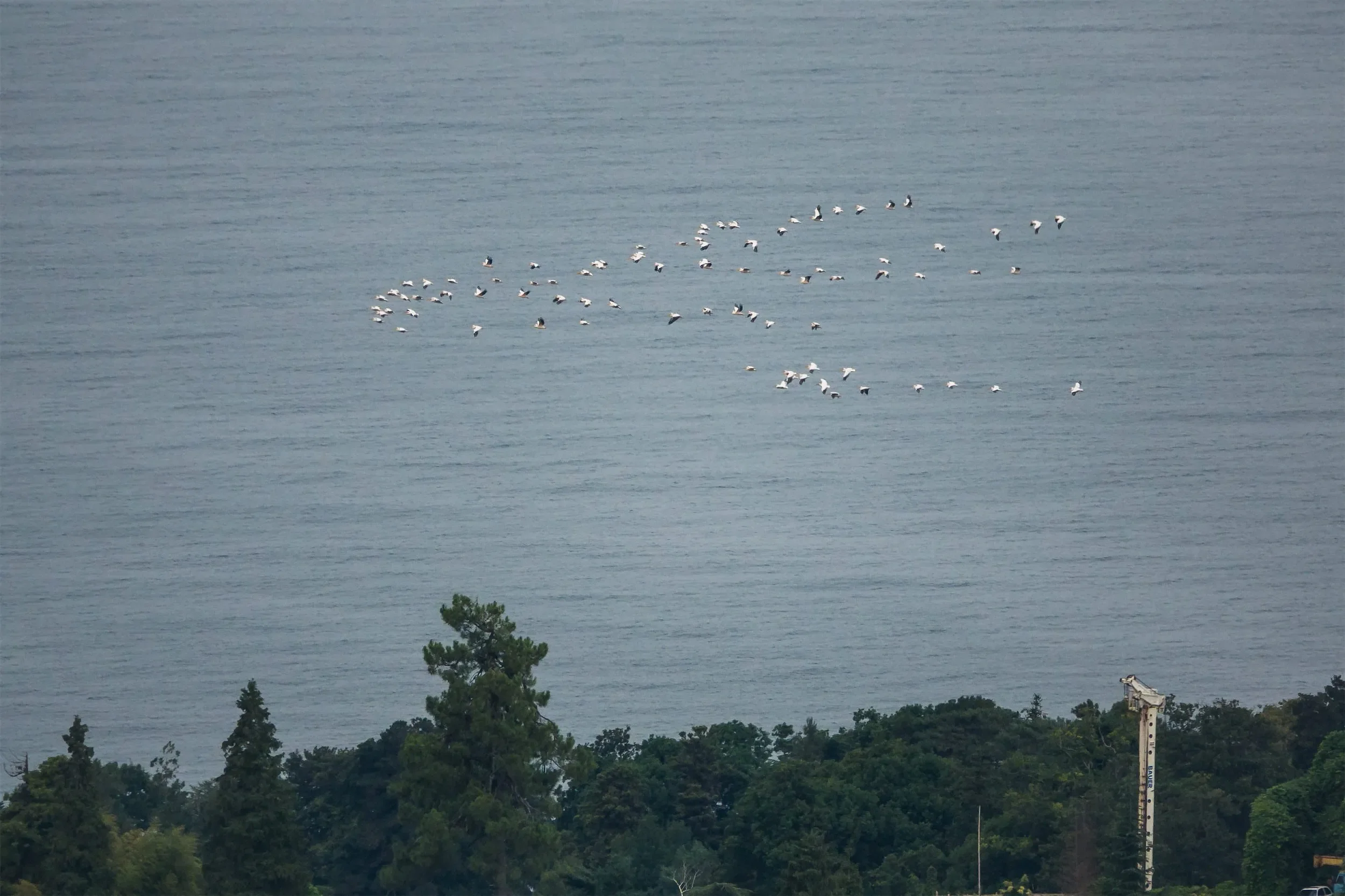 A flock of 90 Great White Pelicans passing station 1 over the sea