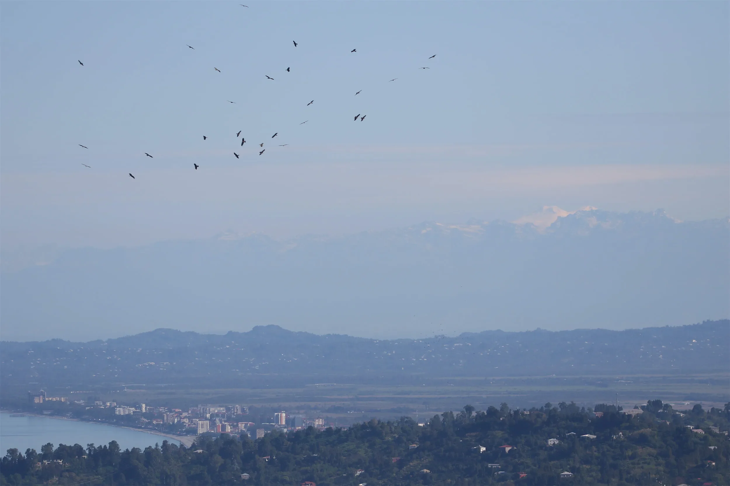 Black Kites against snow-covered Mount Elbrus in the Greater Caucasus
