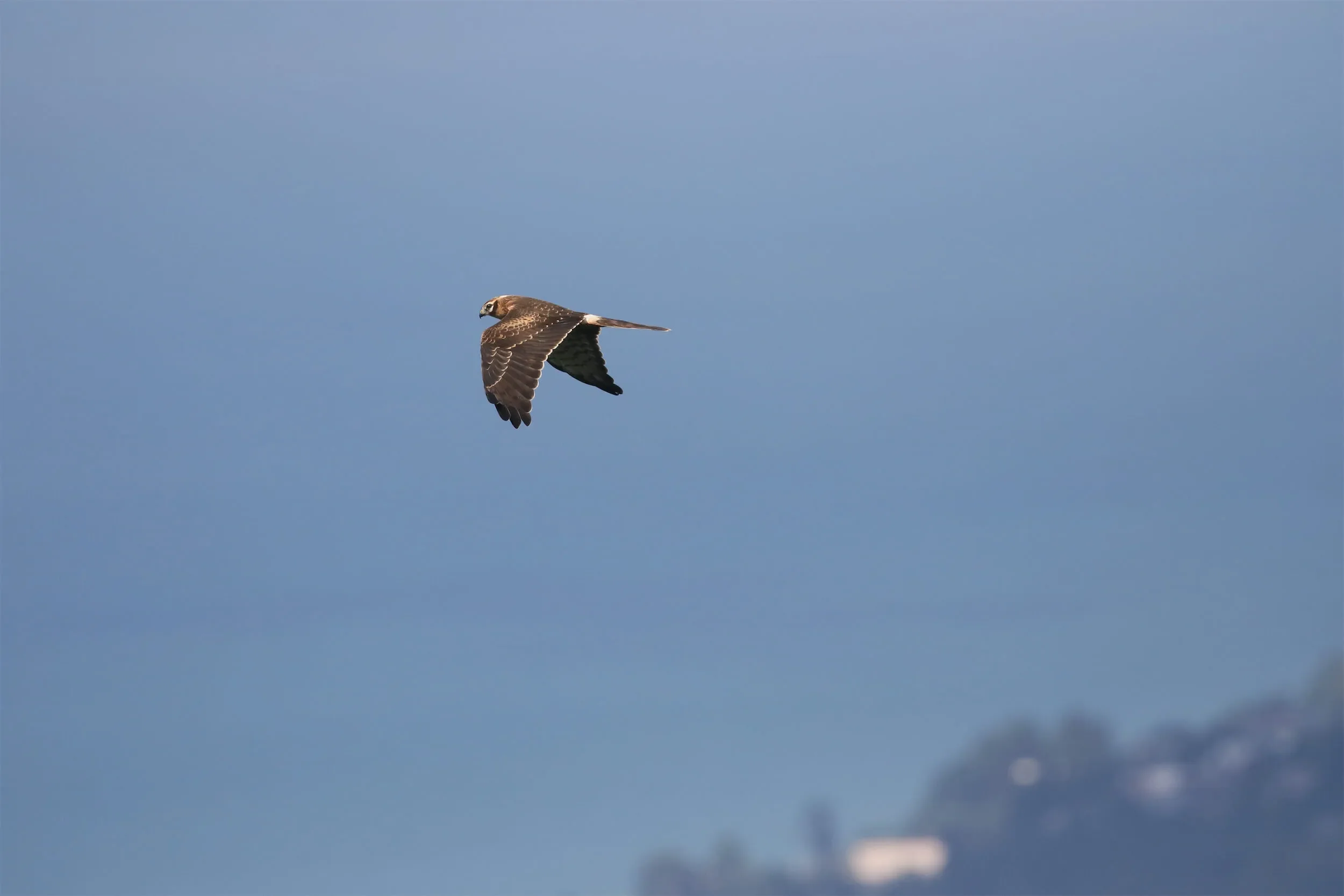 A juvenile Montagu’s Harrier in flight