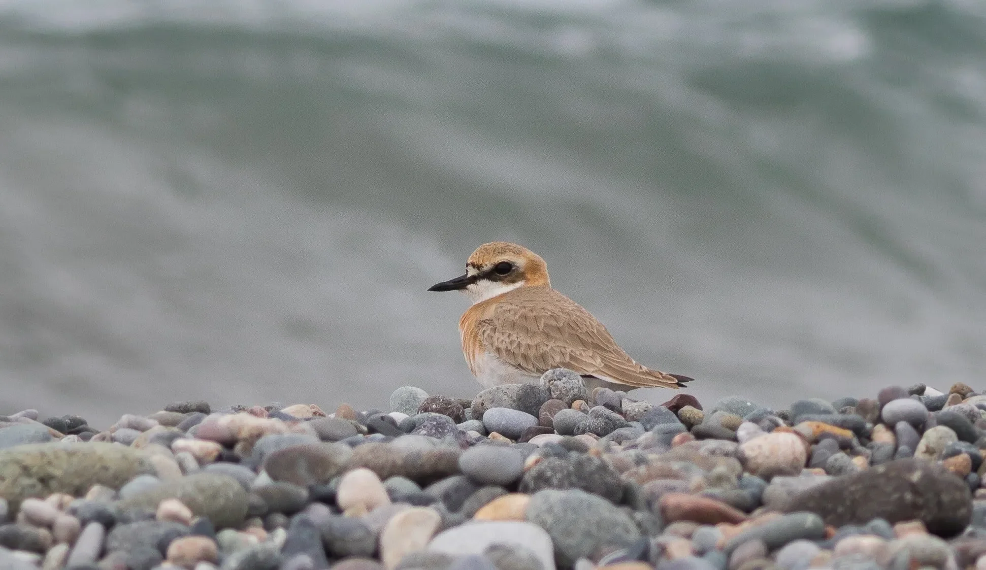 Greater Sand Plover