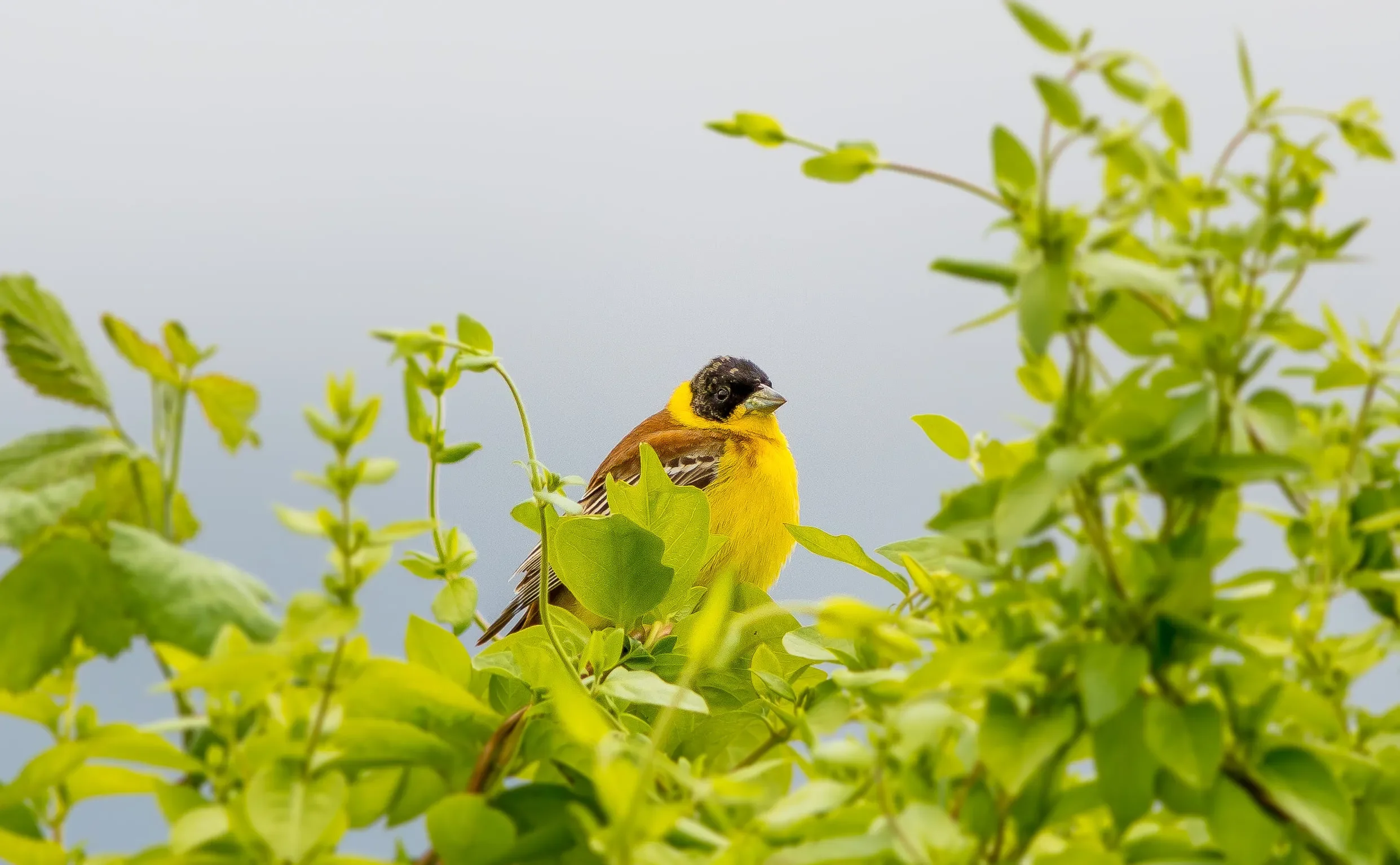 Black-headed Buntings are quite common, but nevertheless so beautiful
