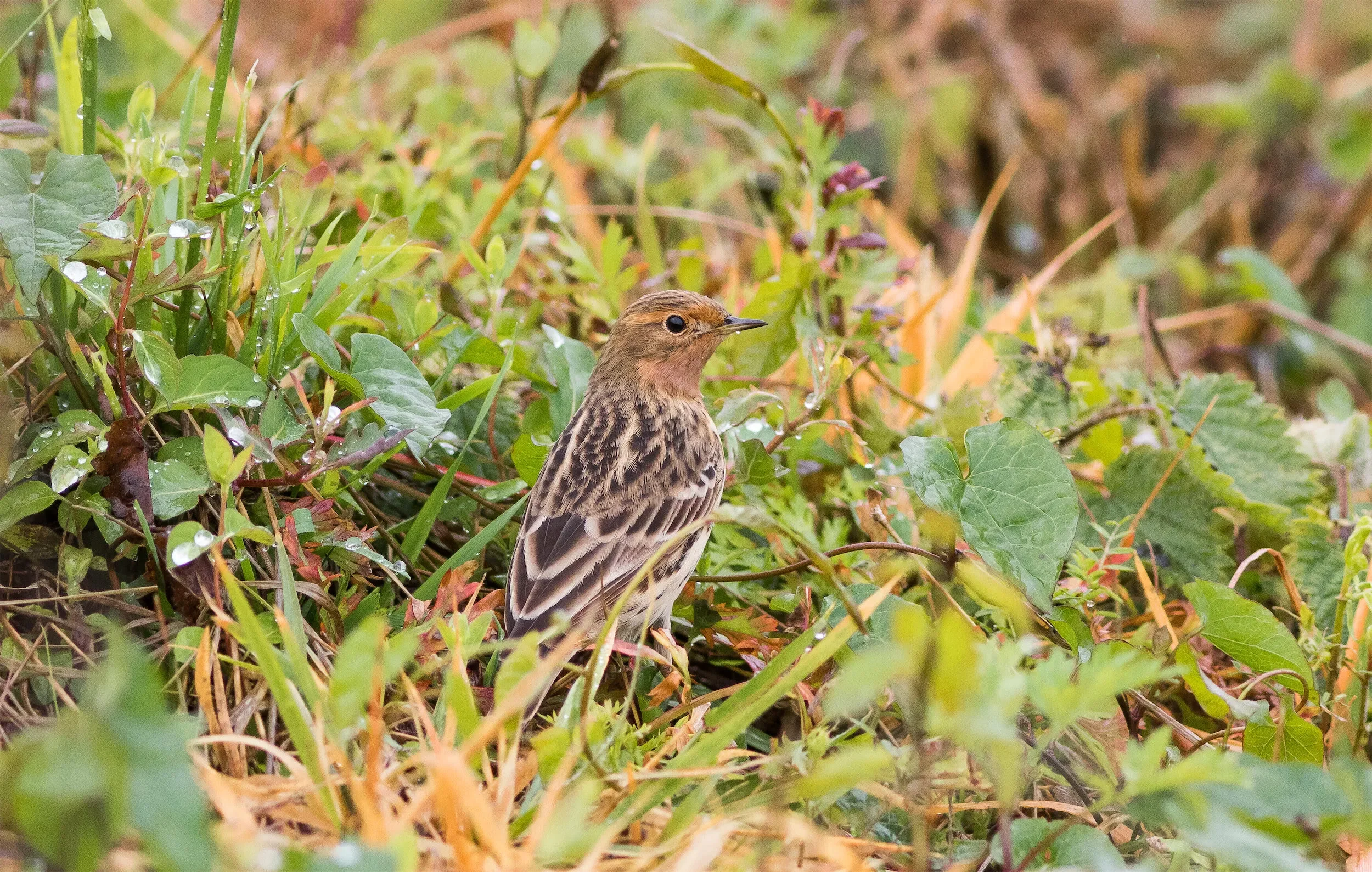 Red-throated Pipit in full summer plumage