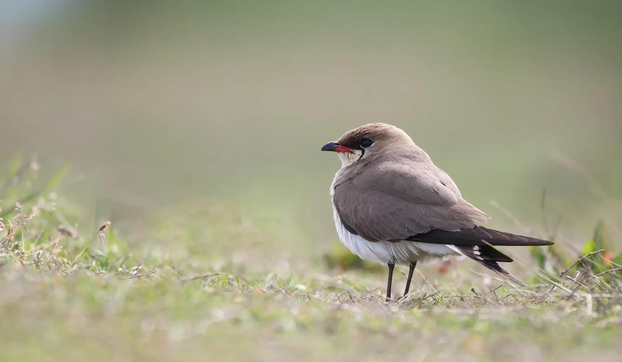 Collared Pratincole