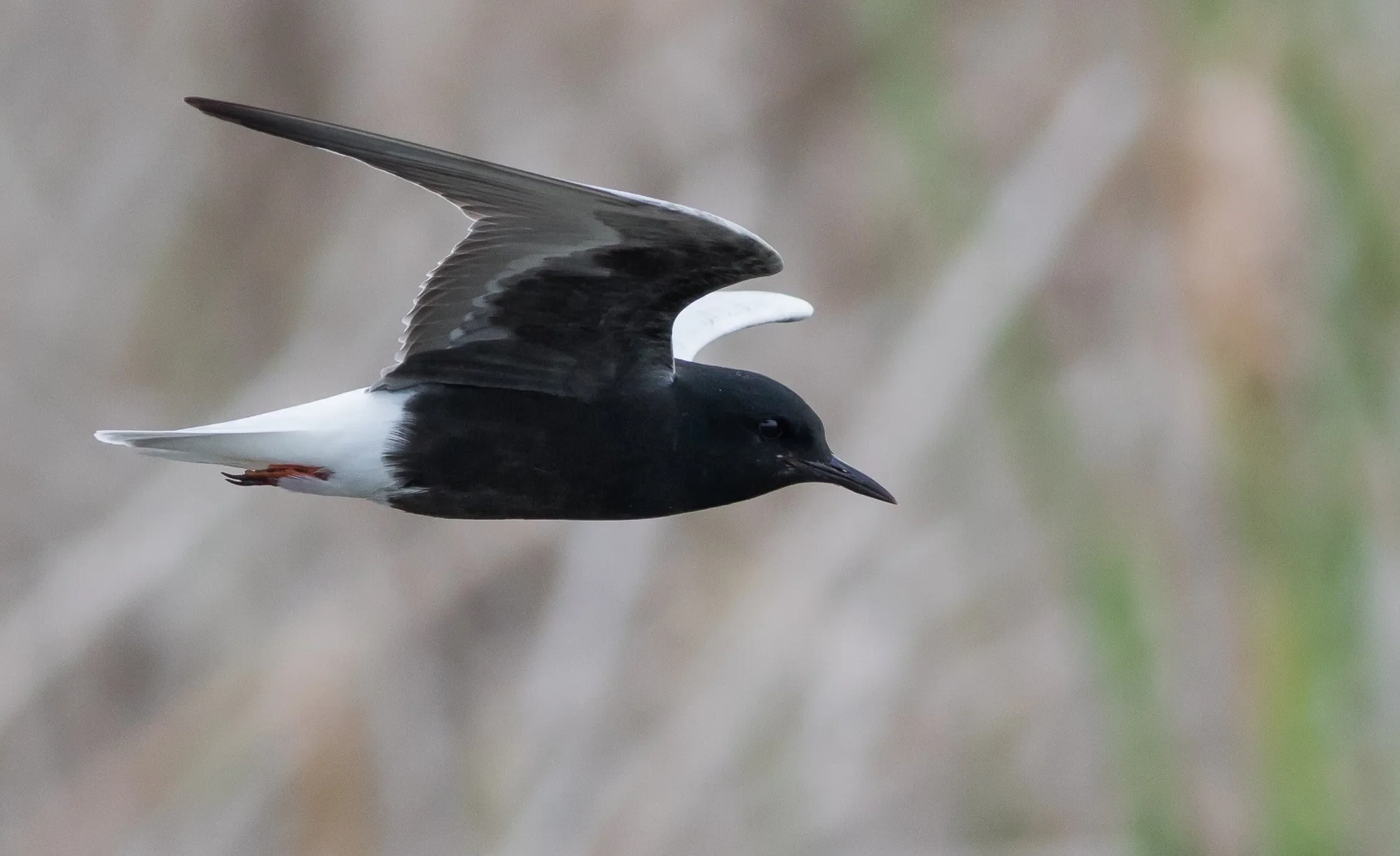 White-winged Tern
