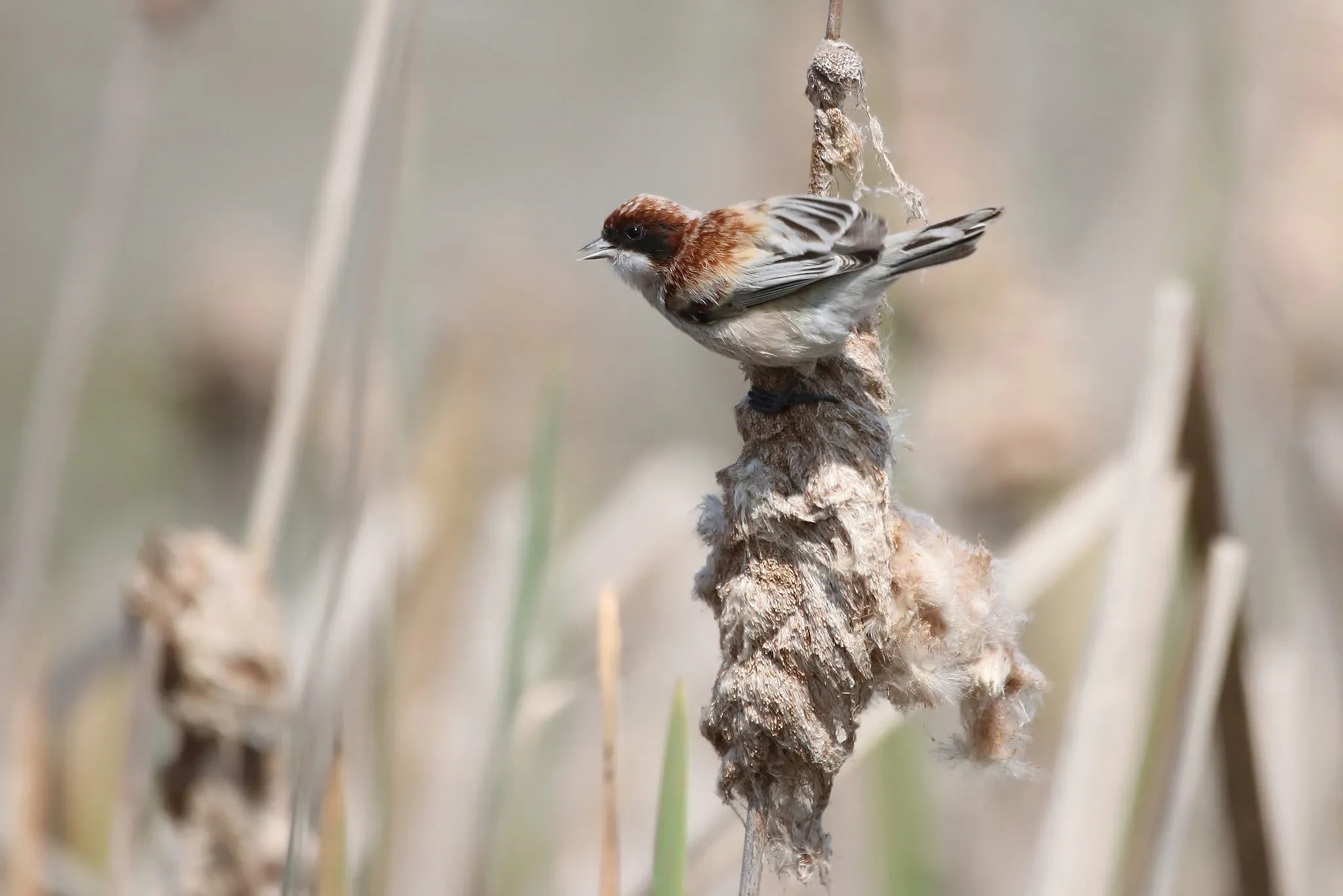 Caspius Penduline Tit