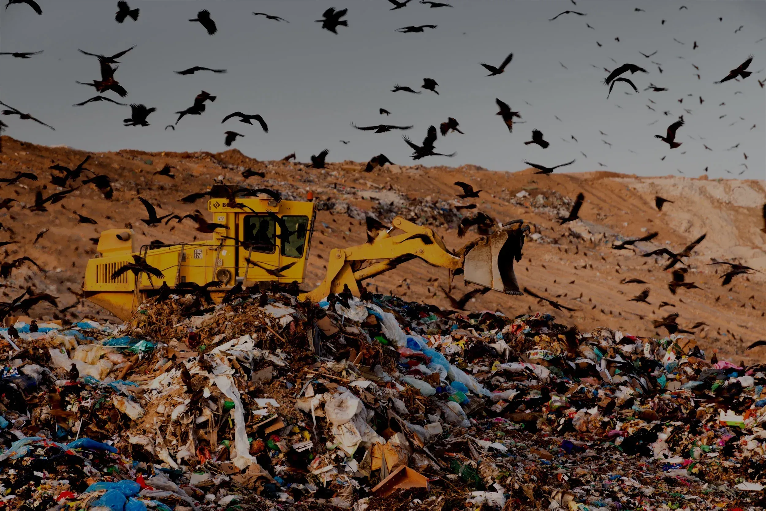 Thousands of Black Kites wintering at the Dudaim landfill in the Negev desert, Israel