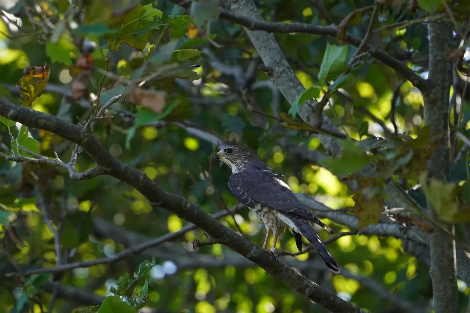 A juvenile Levant Sparrowhawk fitted with a tag