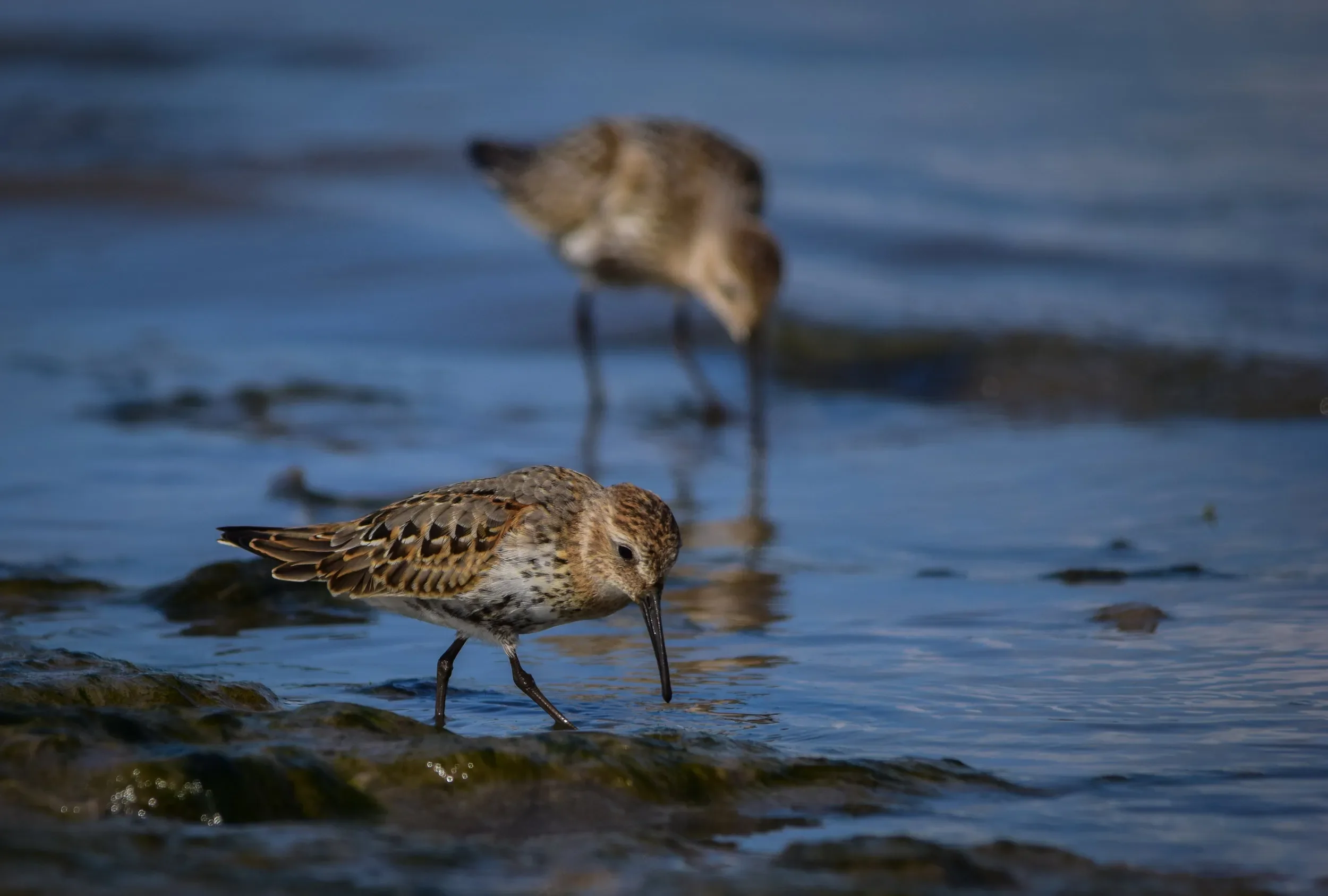 A Dunlin in the Chorokhi Delta
