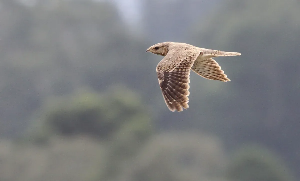 An Egyptian Nightjar resting in the Chorokhi Delta, the first ever recorded for Georgia