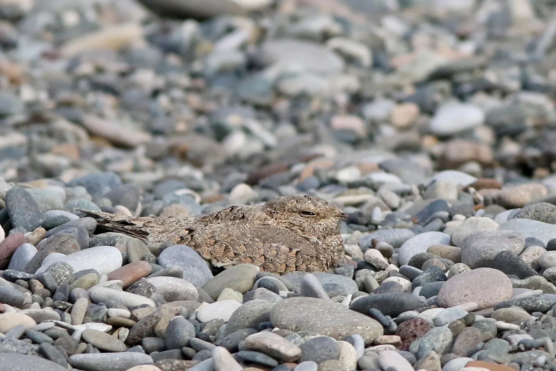 An Egyptian Nightjar in the Chorokhi Delta
