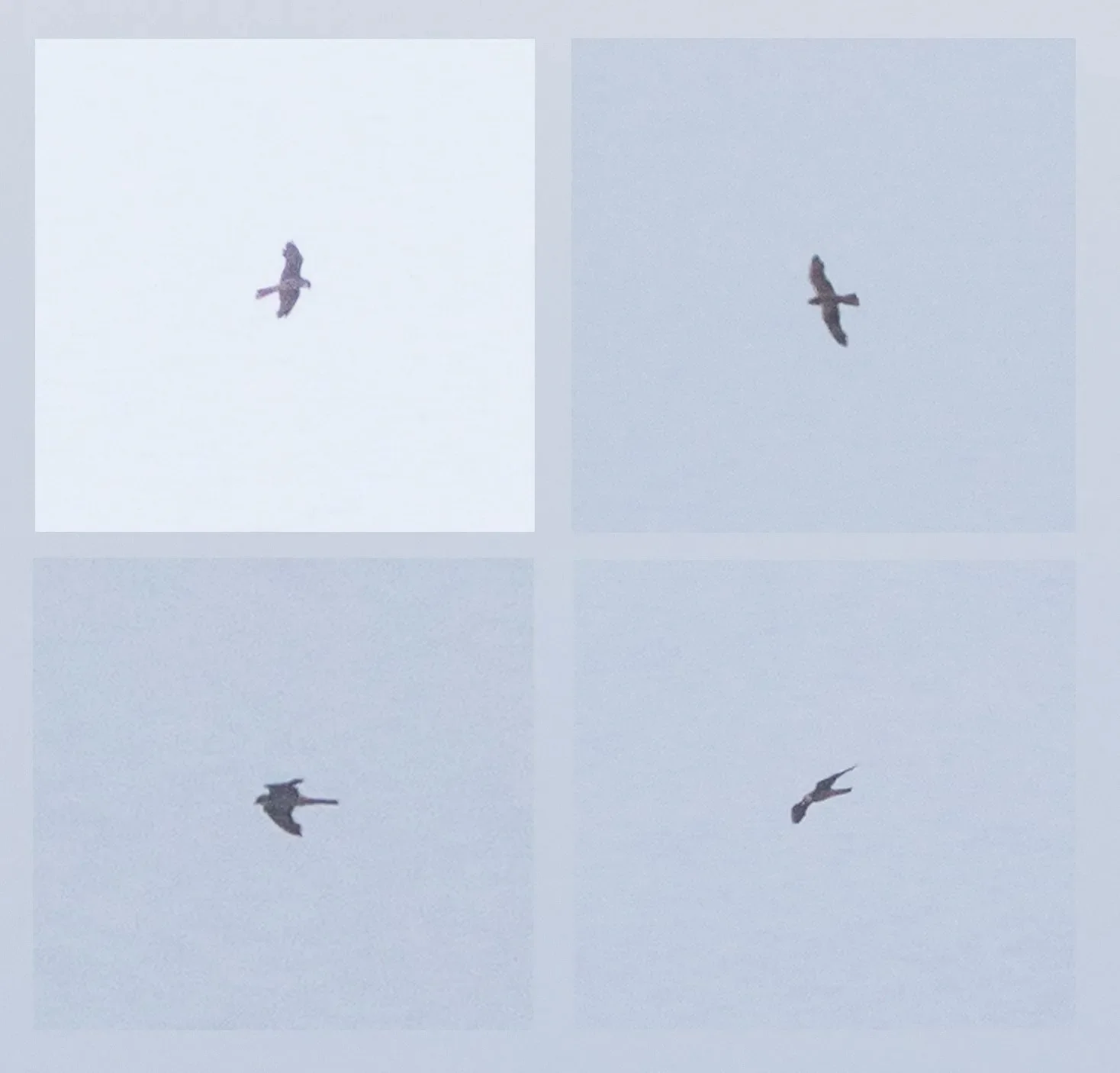 Record shots of the Eleonora’s Falcon that graced counters’ views during the otherwise slow early weeks of the count
